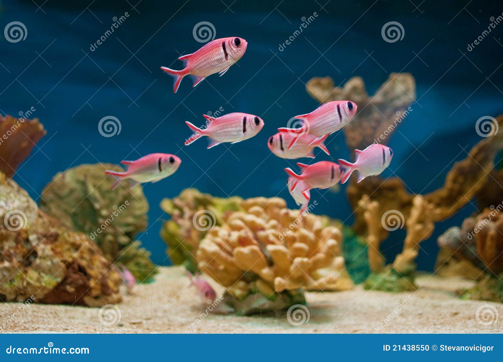 Pink fishes in aquarium stock photo. Image of fish, life 21438550