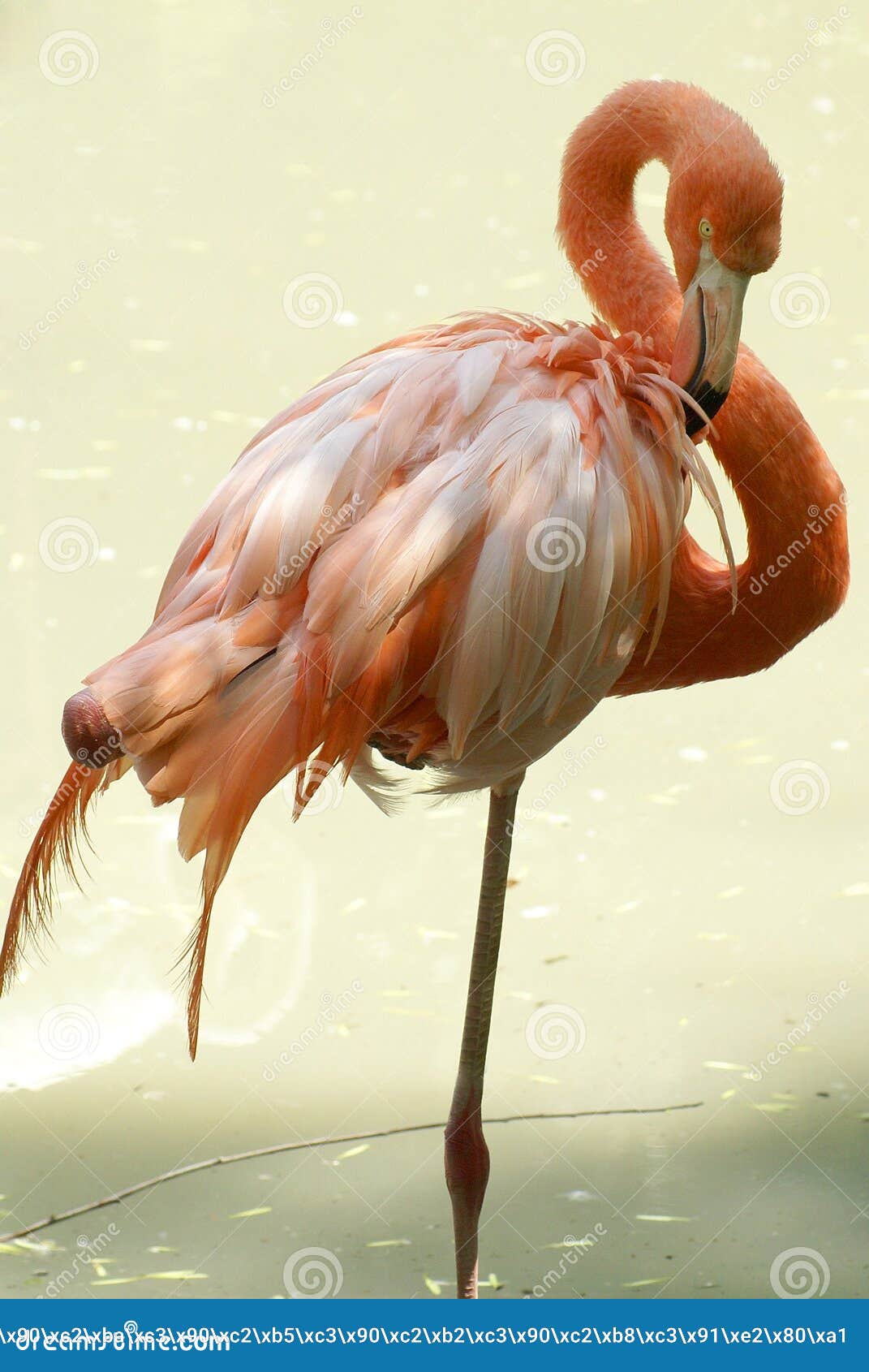 Pink flamingo. Beautiful pink tender flamingo stay by one leg on the water