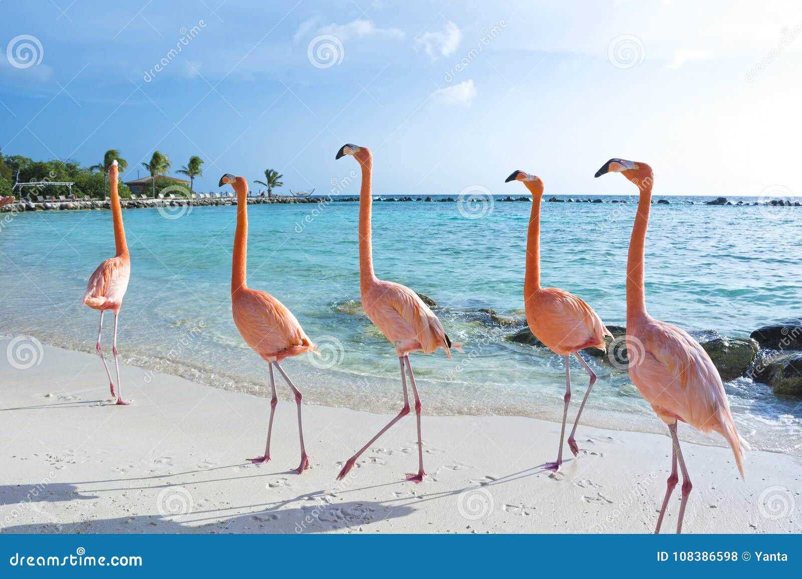 pink flamingo on the beach, aruba island