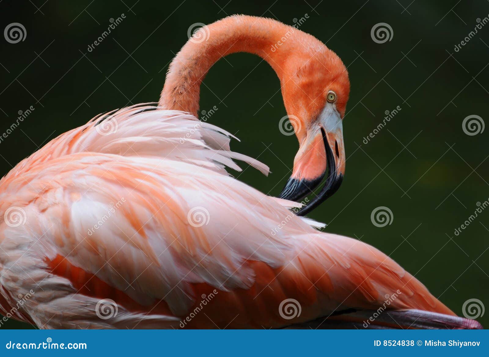 pink flamingo is cleaning its' feathers