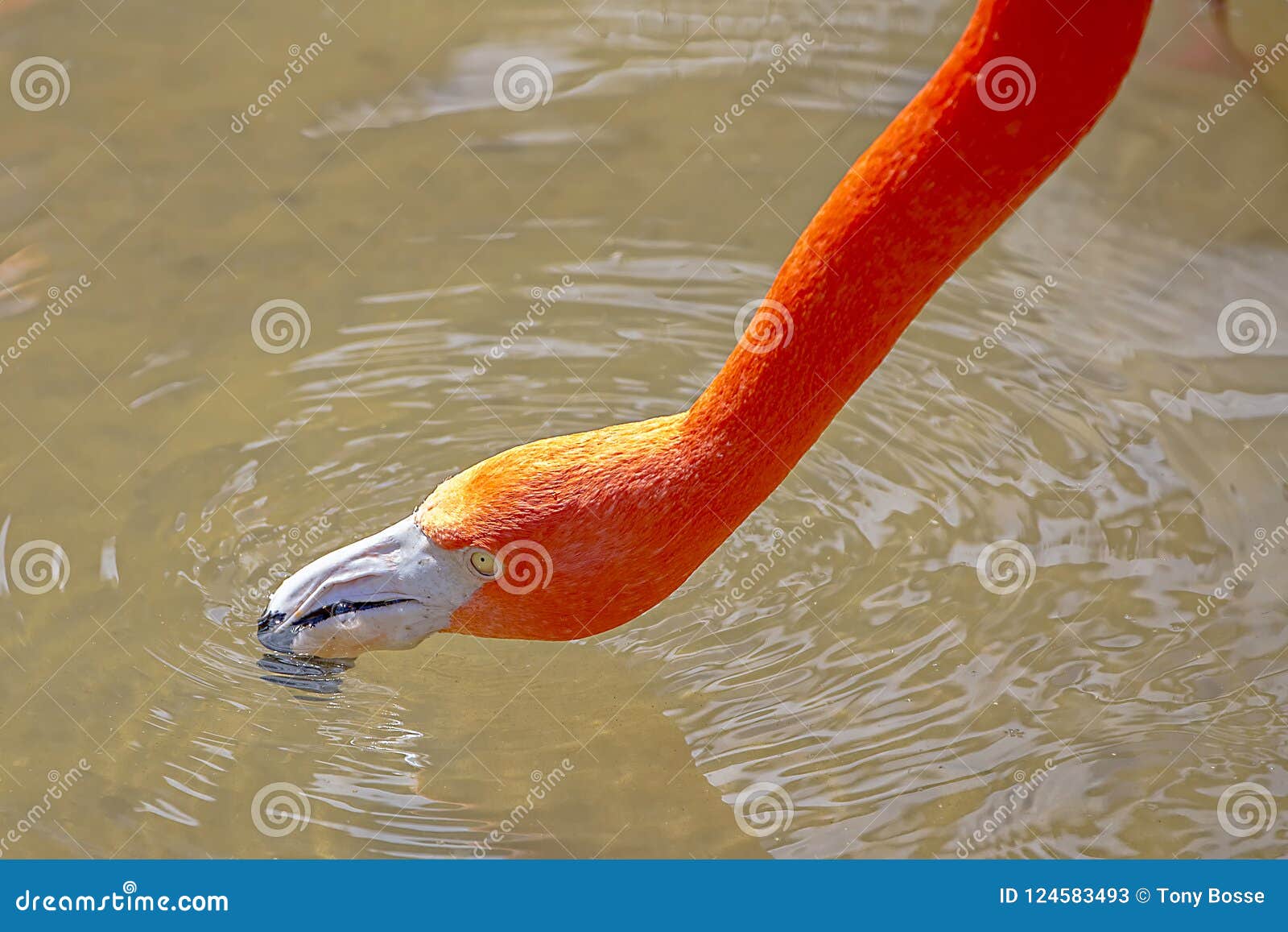Pink Flamingo Drinking Water Stock Image - Image of stretched, plumage