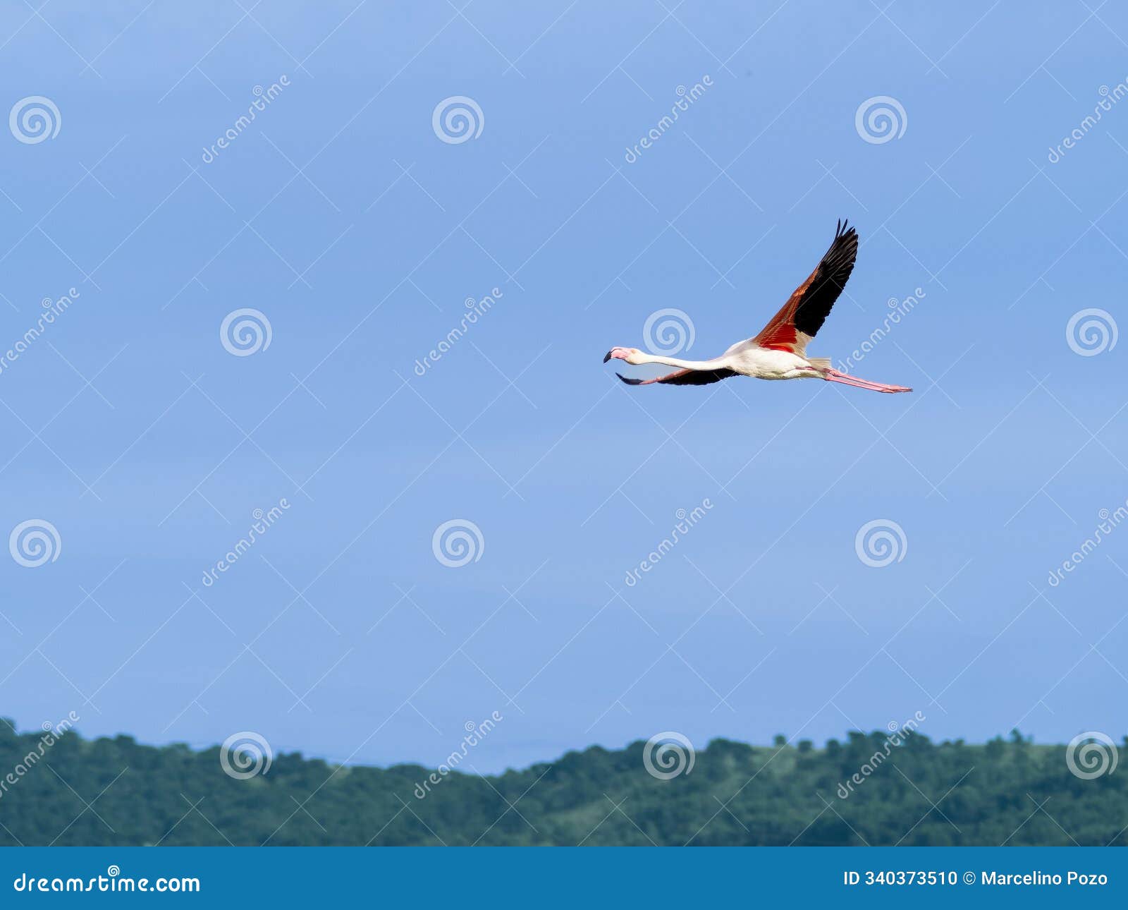 pink flamingo flying with blue sky
