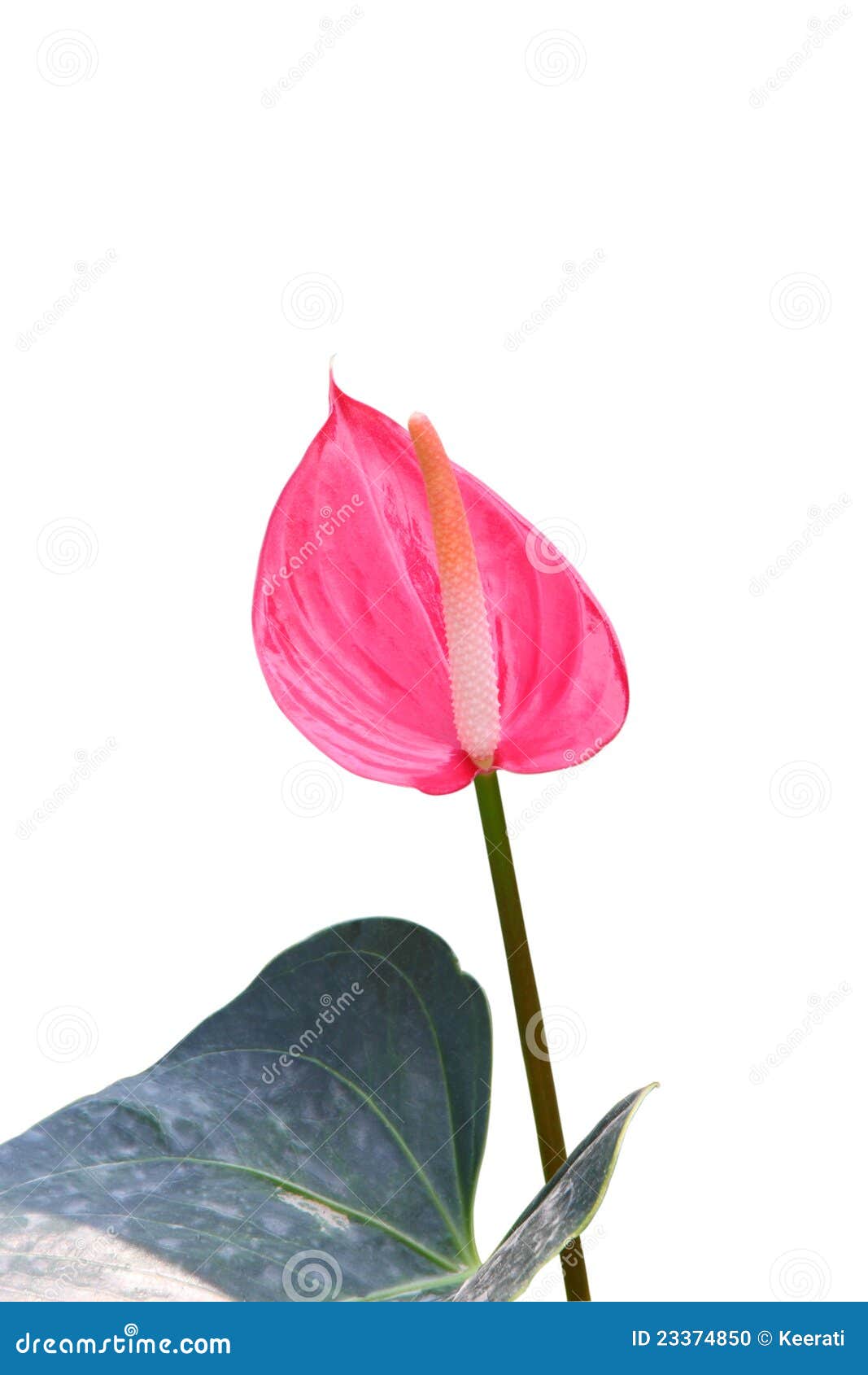 Pink flamingo lily stock photo. Image of tropical, romantic - 23374850