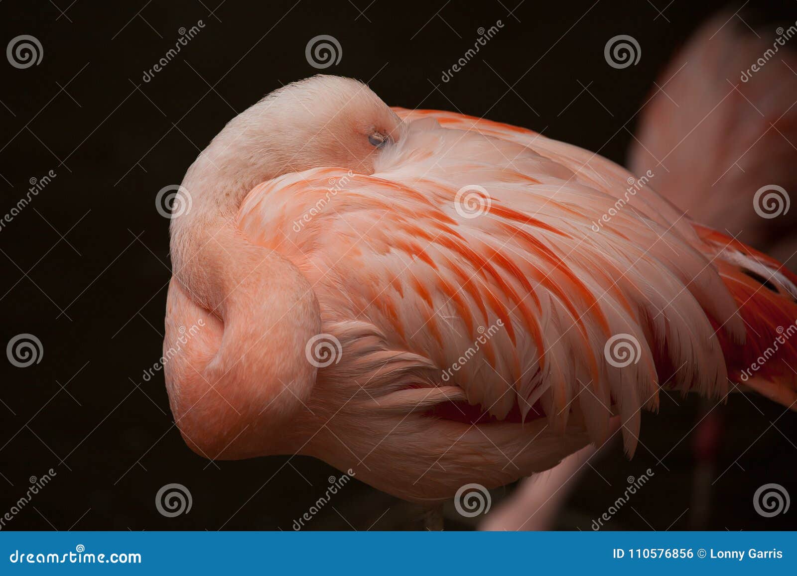 gotta go flamingo neck not working gotta go flamingo neck not working