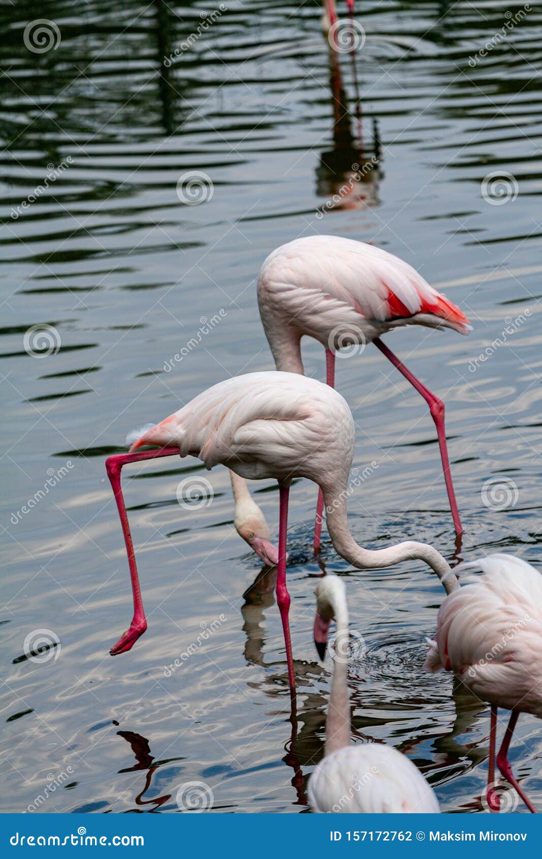 The Flamingo Roseus of the Flamingo Family Stock Photo - Image lake, greater: 157172762