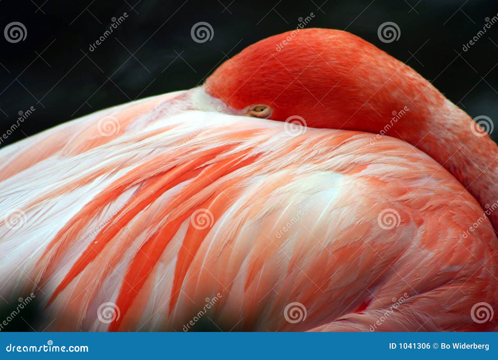 pink flamingo at sea world, orlando, florida