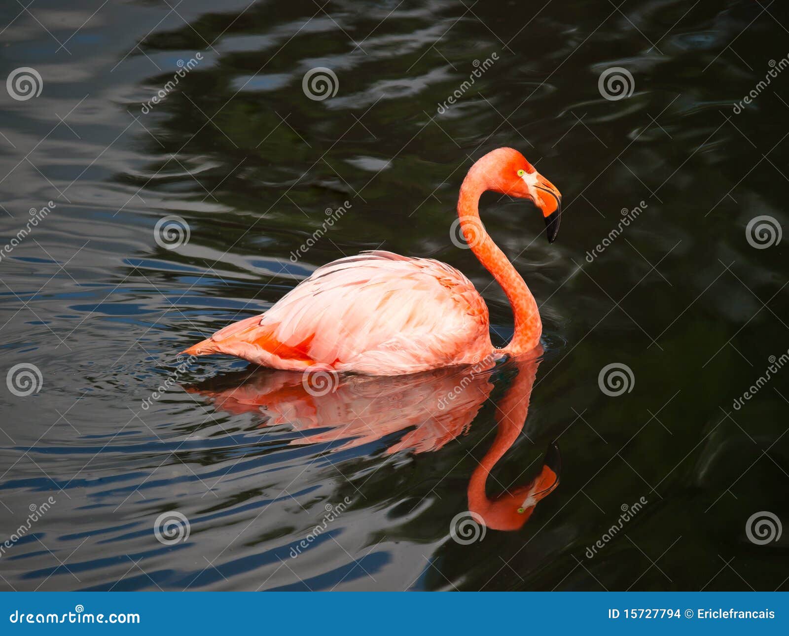 Pink flamingo swimming stock photo. Image of outdoors 15727794
