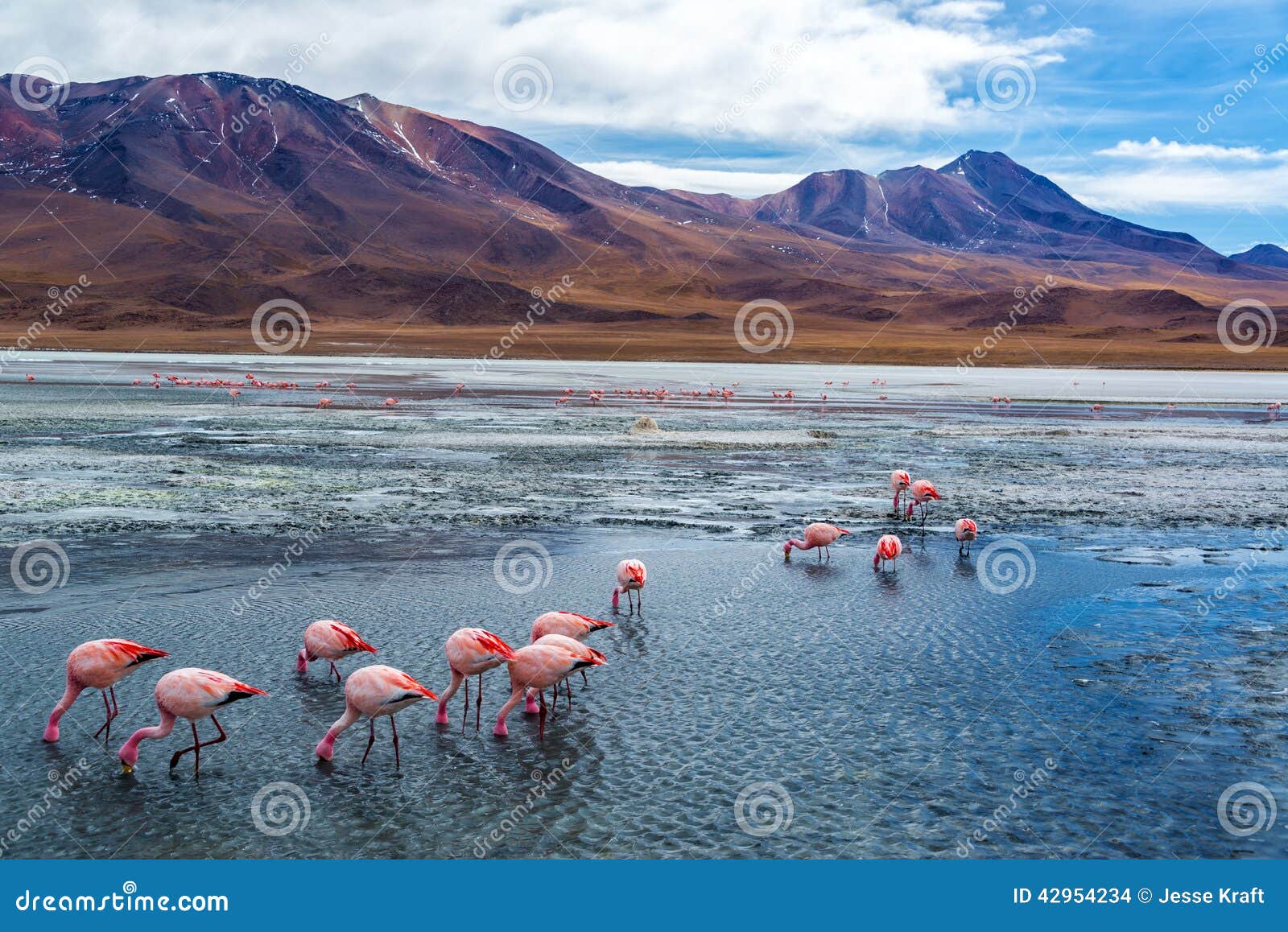 pink flamingoes in bolivia