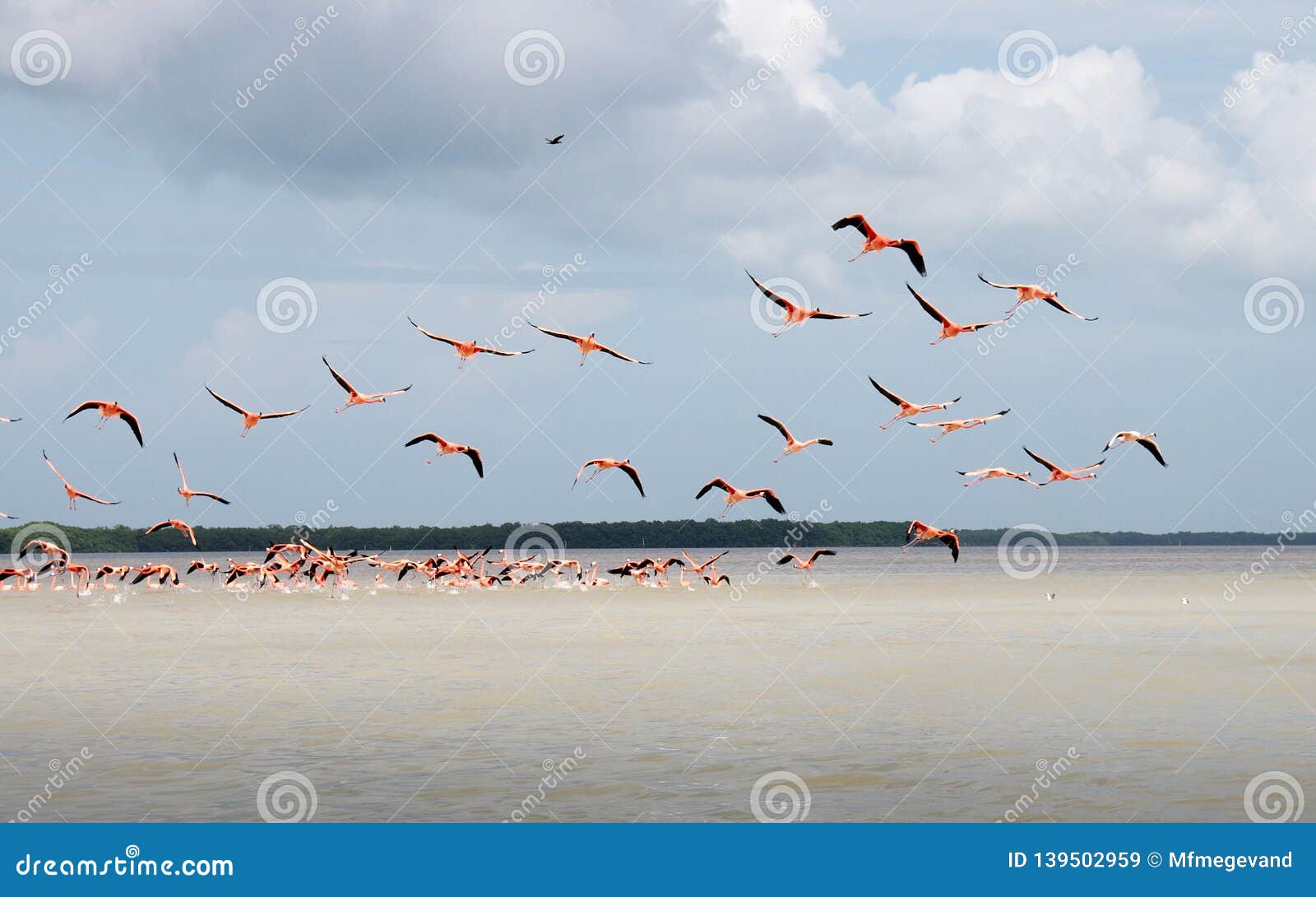 pink flamingos at the el corchito ecological reserve