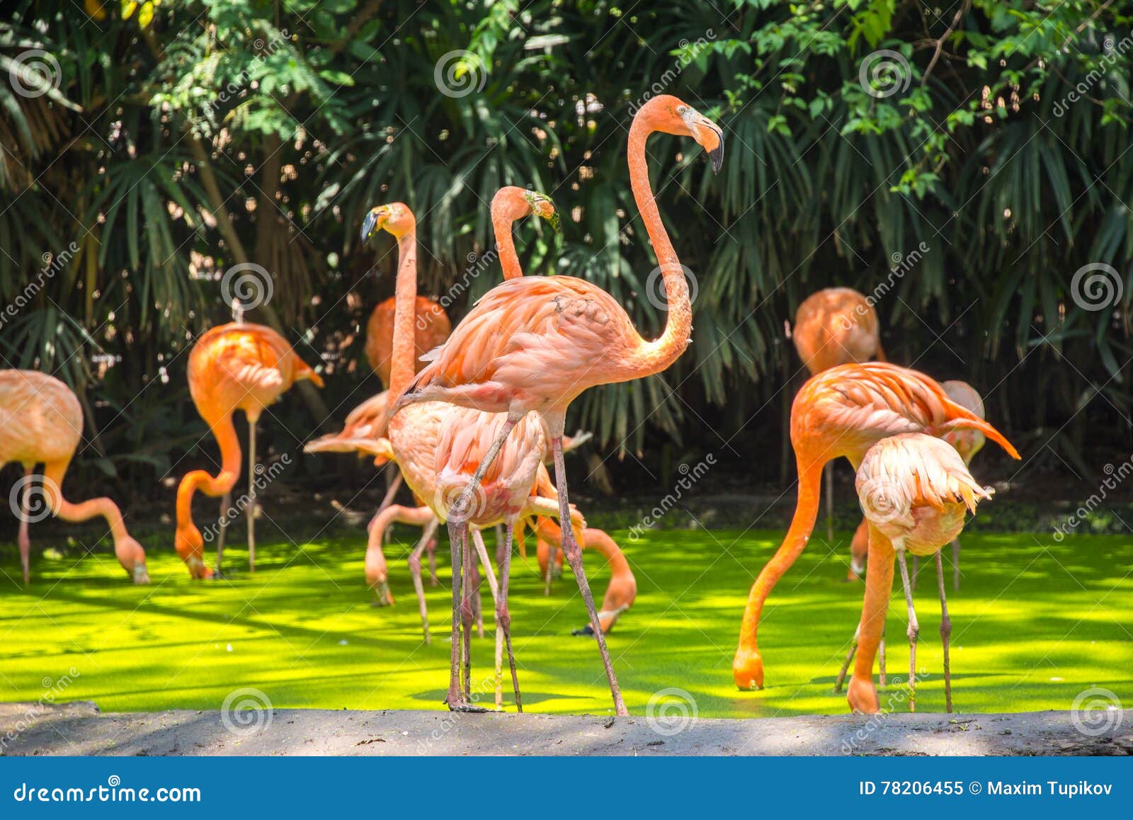 pink flamingos photographed in safari world of bangkok