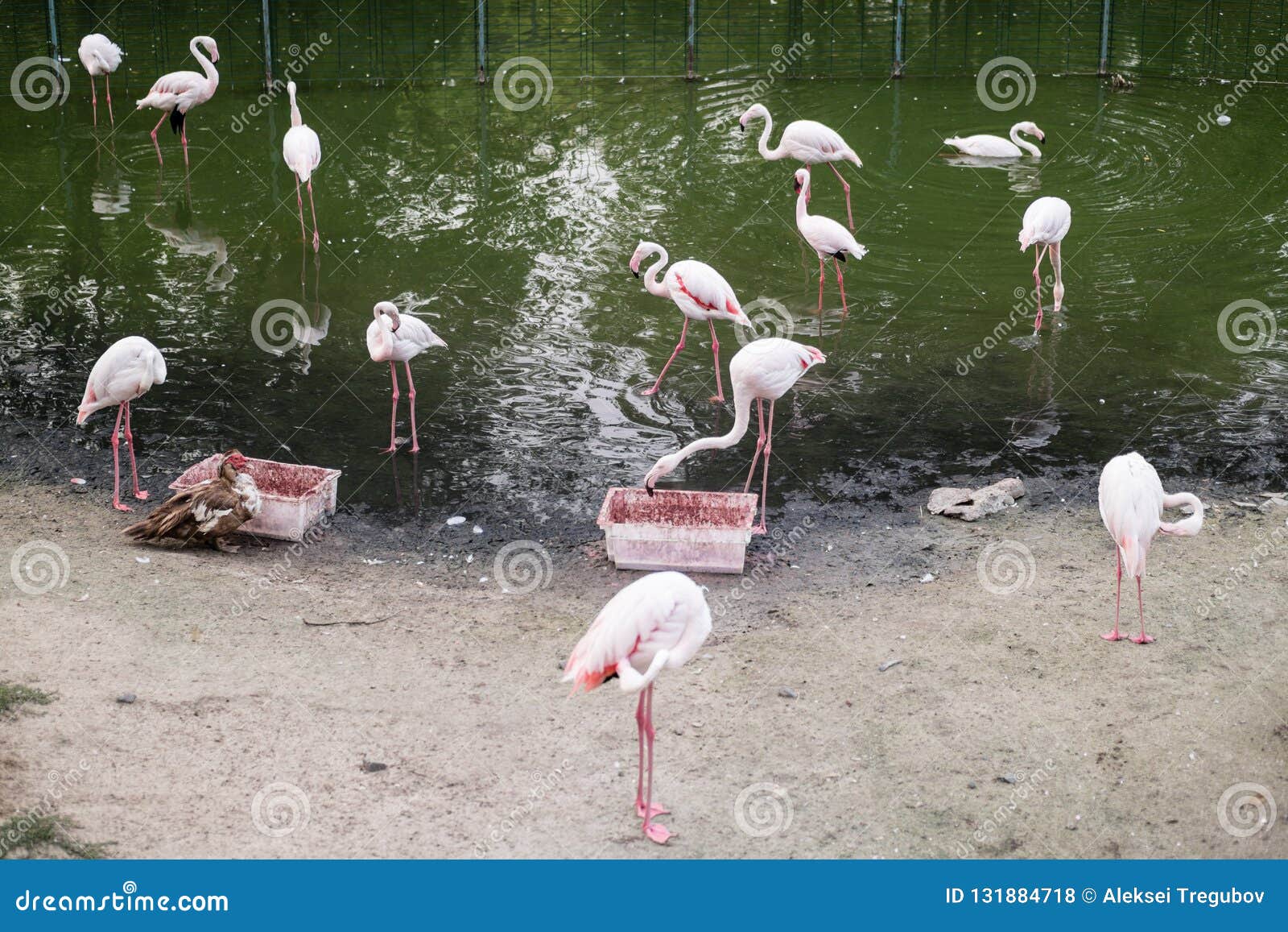 Pink Flamingos On A Sandy Cape Near The Lake Stock Photo Image Of