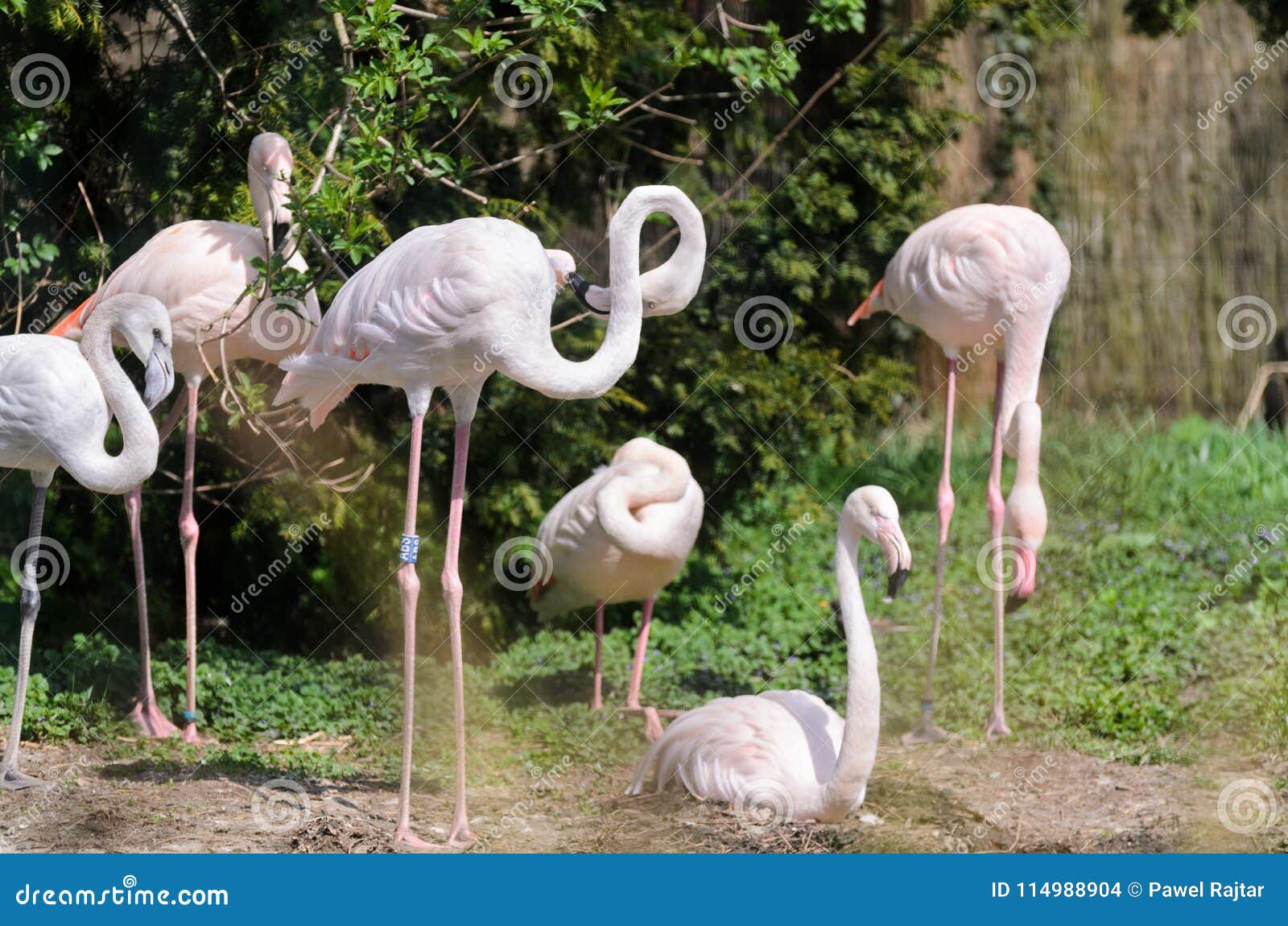 pink flamingos in a spring garden on a dark blurred background. in the background rocks, grass and wood.