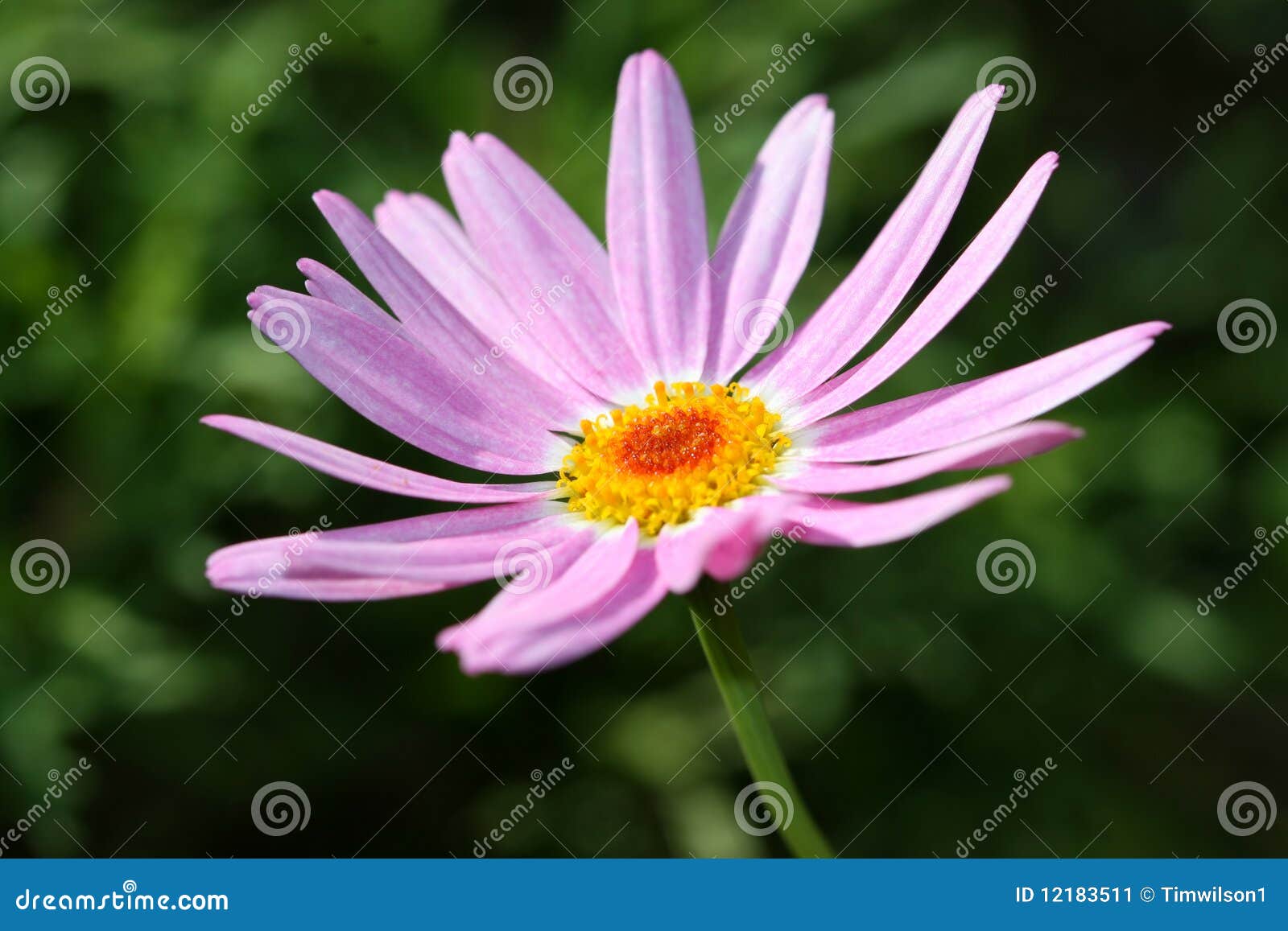26,439 Pink String Stock Photos - Free & Royalty-Free Stock Photos from  Dreamstime