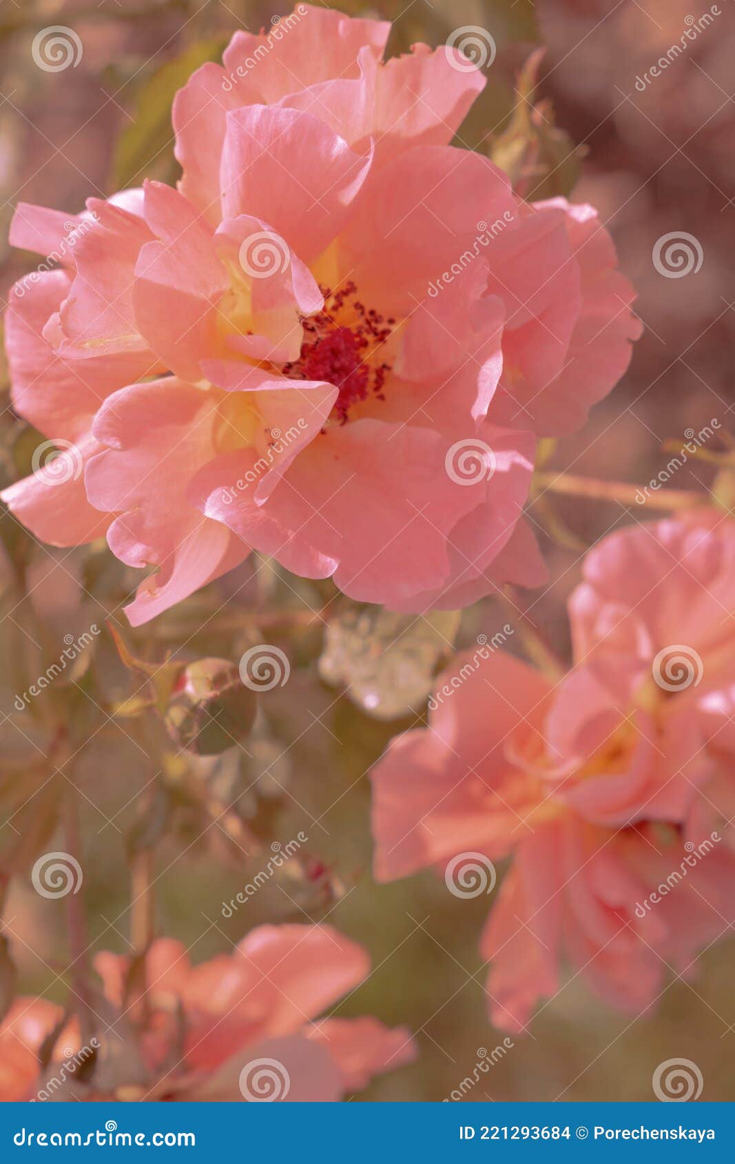 Pink Flower Aesthetic Wallpaper. Summer Time, Bloom, Romantic Concept Stock  Photo - Image of valentine, beauty: 221293684