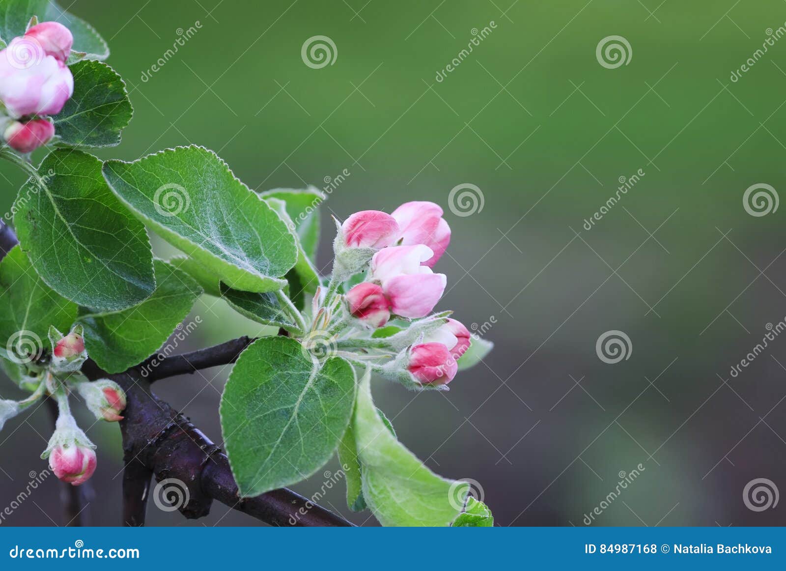 Pink Flower on Apple Tree Branch Blooming in Early Spring Stock Photo