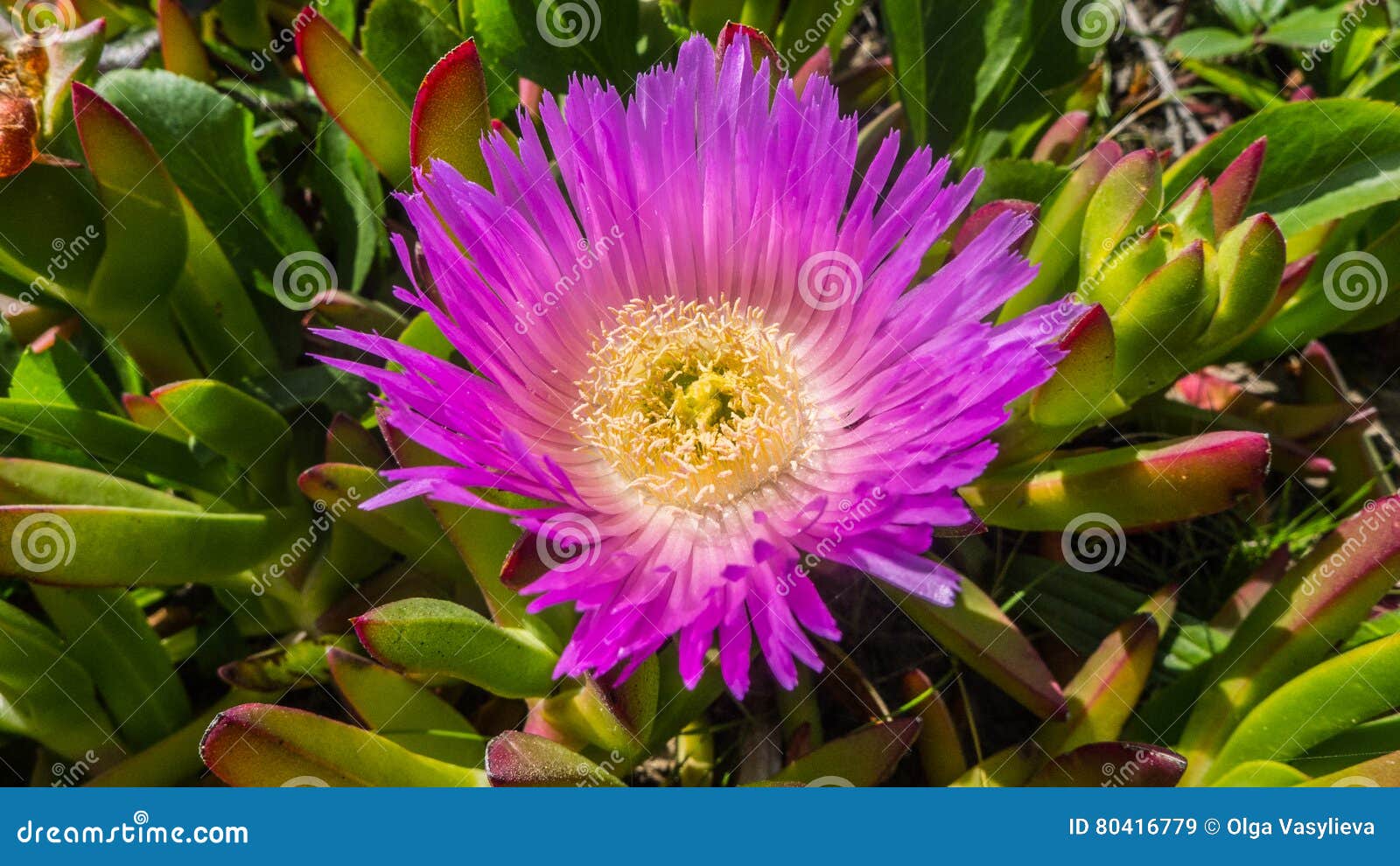 Pink flower back ground macro. Pink flower background, closeup macro