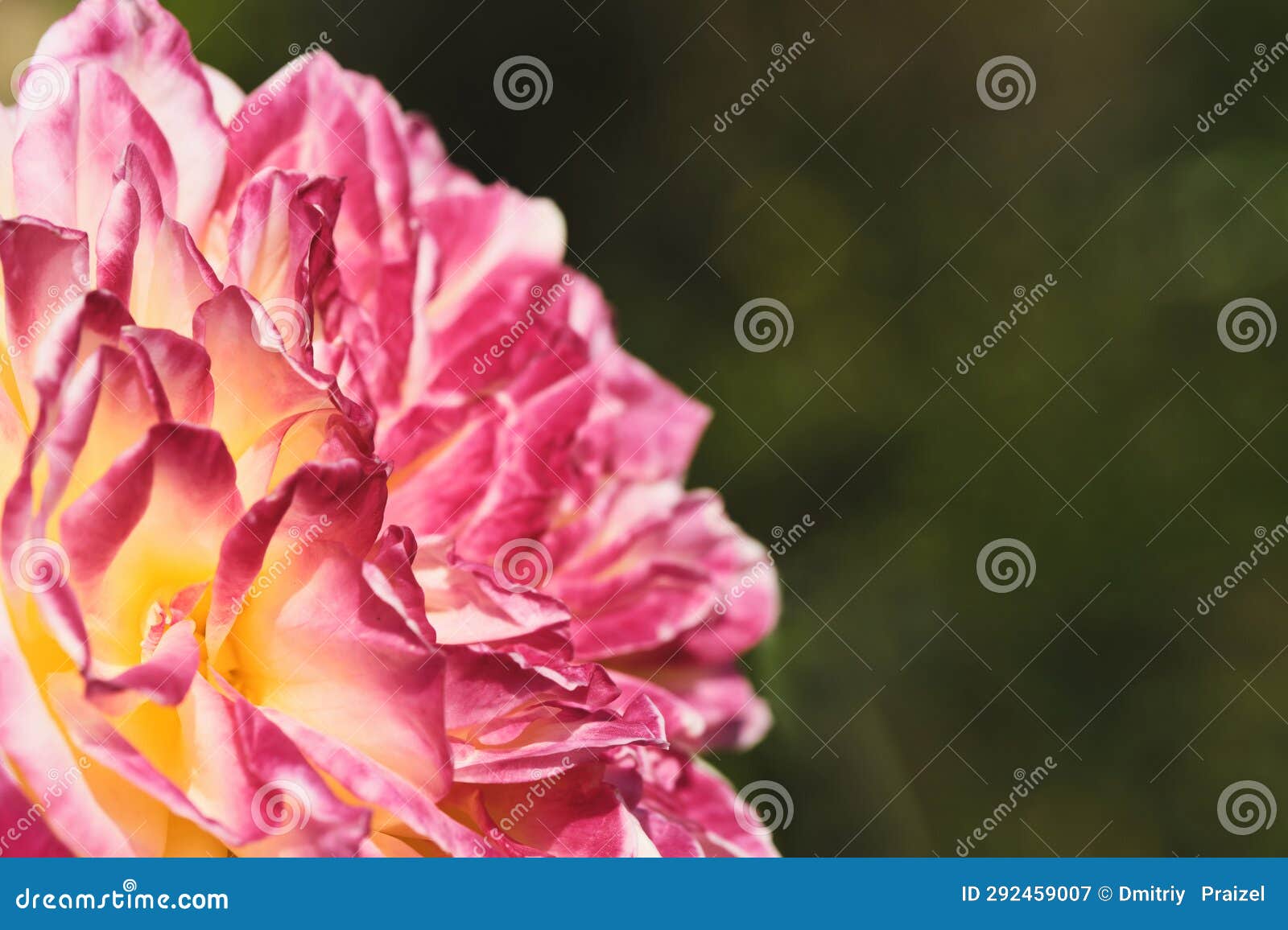 Pink Flower Background Green Foliage. Stock Image Image of background, blooming 292459007