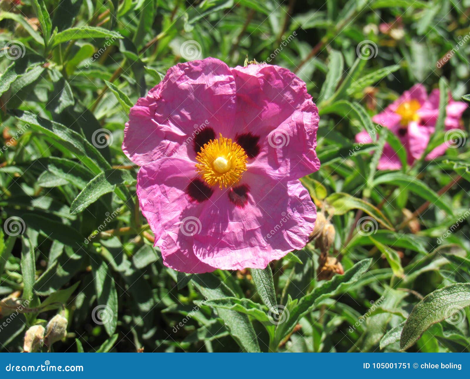 1 438 Beautiful Aesthetic Pink Flower Photos Free Royalty Free Stock Photos From Dreamstime