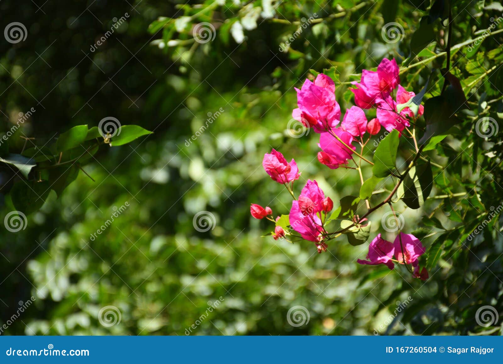 Pink Flowers Greenery Background Green Leafs Stock Photo - Image of ...