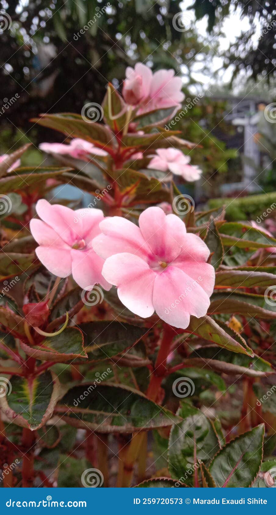 Pink Flower Beautiful Color Nature Consept Stock Image Image of