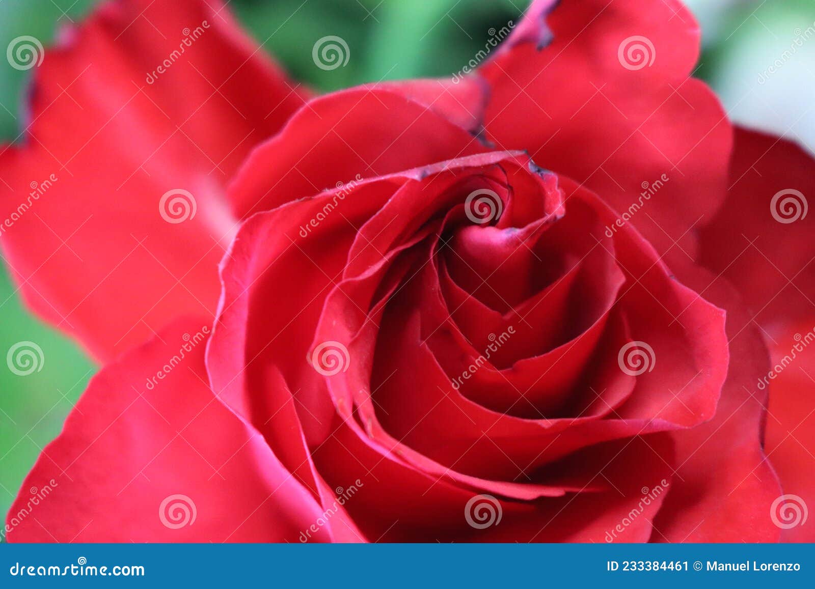 pink flower beautiful skewer-colored skewers natural leaves