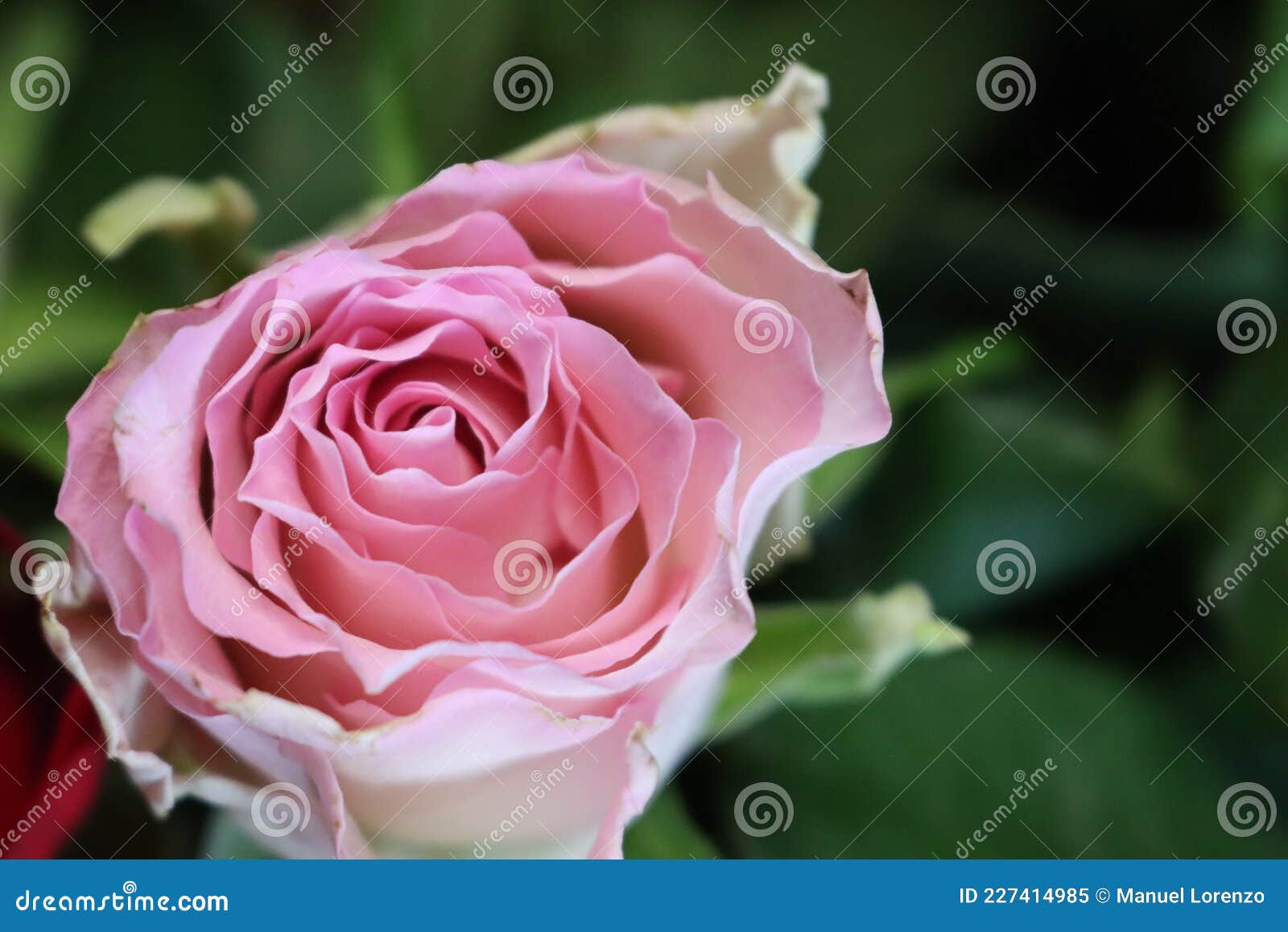 pink flower beautiful skewer-colored skewers natural leaves