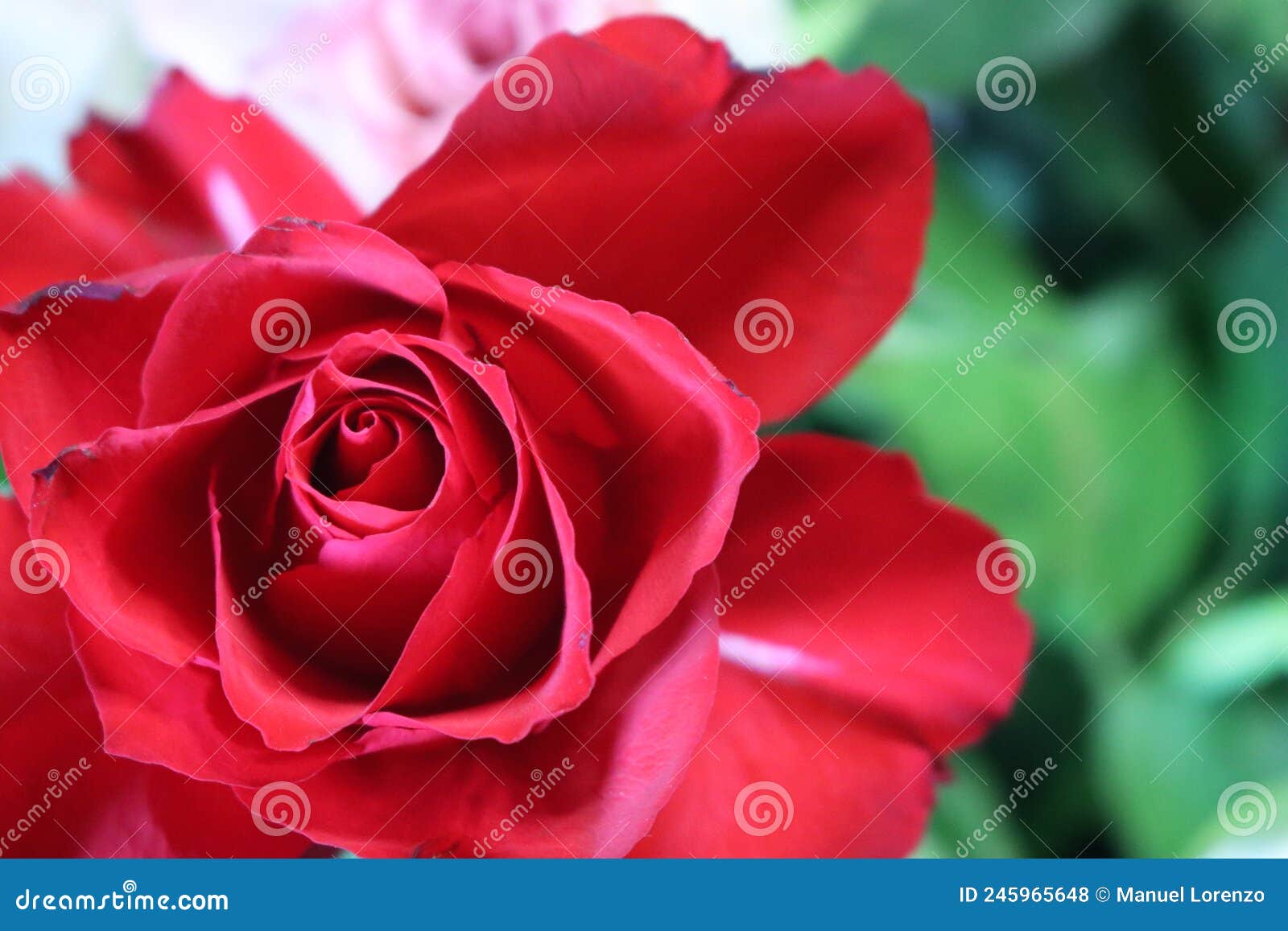 pink flower beautiful skewer-colored skewers natural leaves