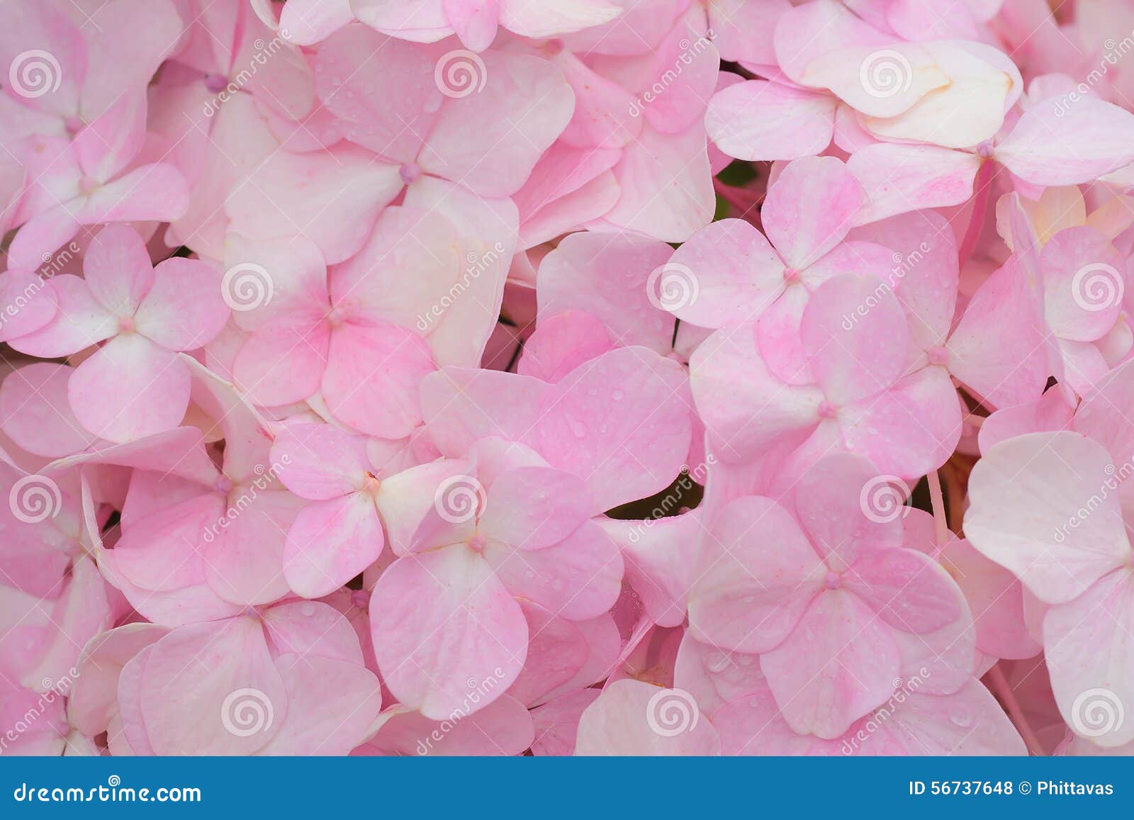 Pink Flower Blooming in Spring Season Stock Photo Image of aroma
