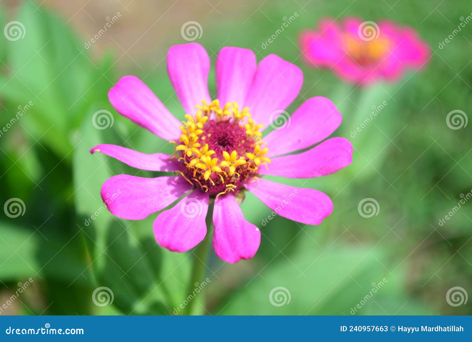 Pink flower stock image. Image of flower, sunny, pink - 240957663