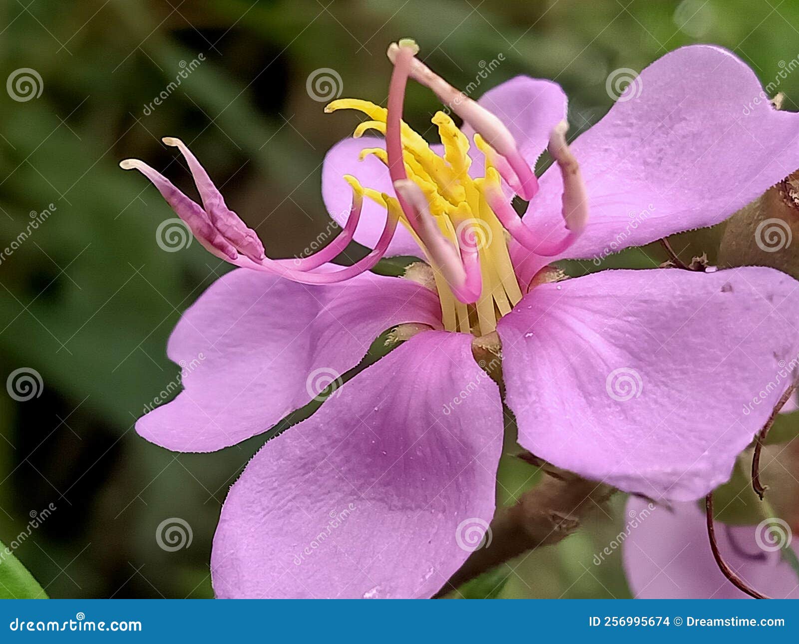 Pink Flower that Blooms in the Morning Stock Photo Image of pink