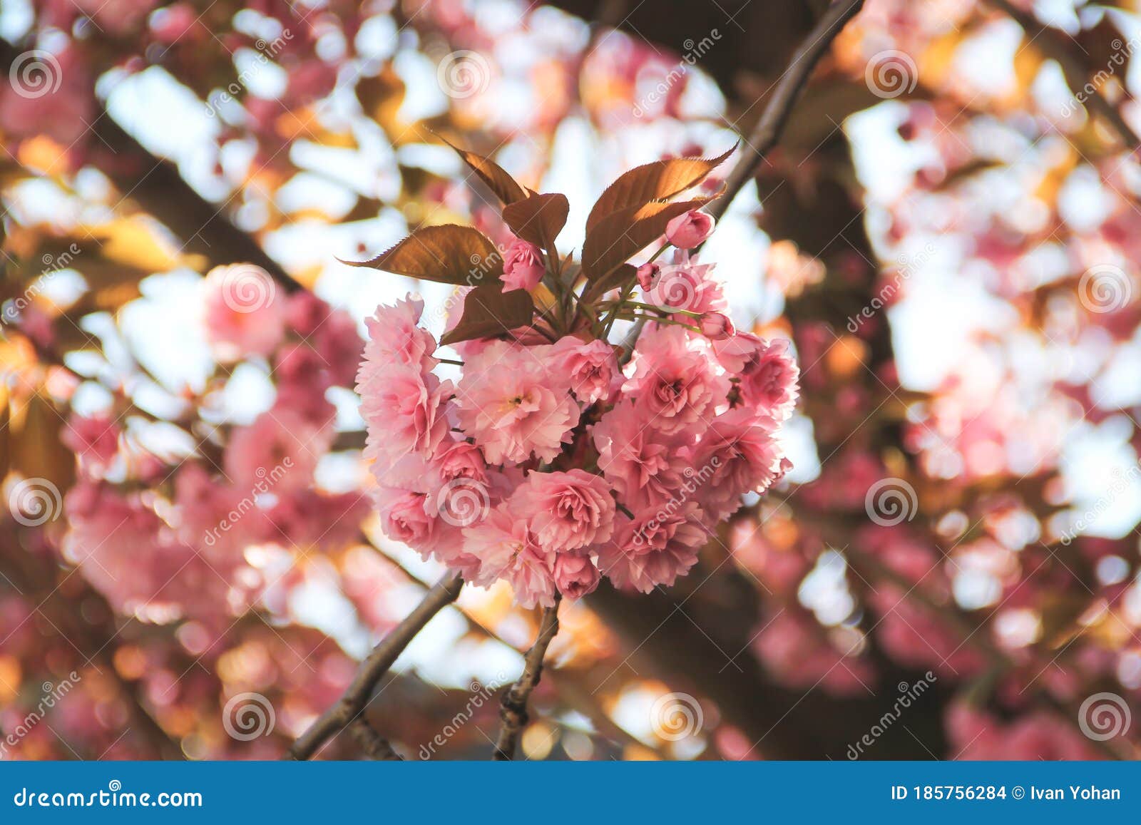 Pink Flower Blossom in Brussels Belgium Stock Photo - Image of happy ...