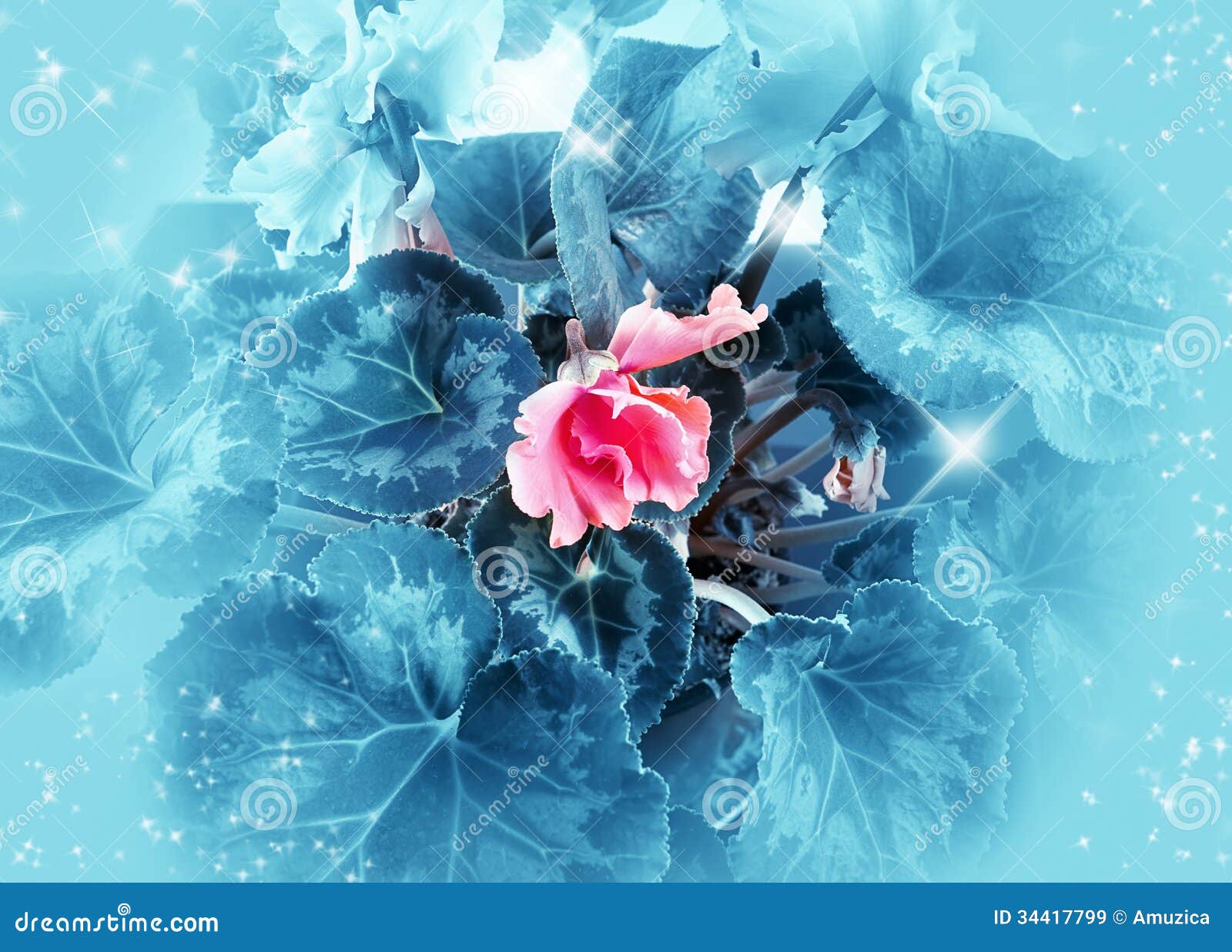 Pink Flower on Blue Background Stock Image Image of soft, bouquet