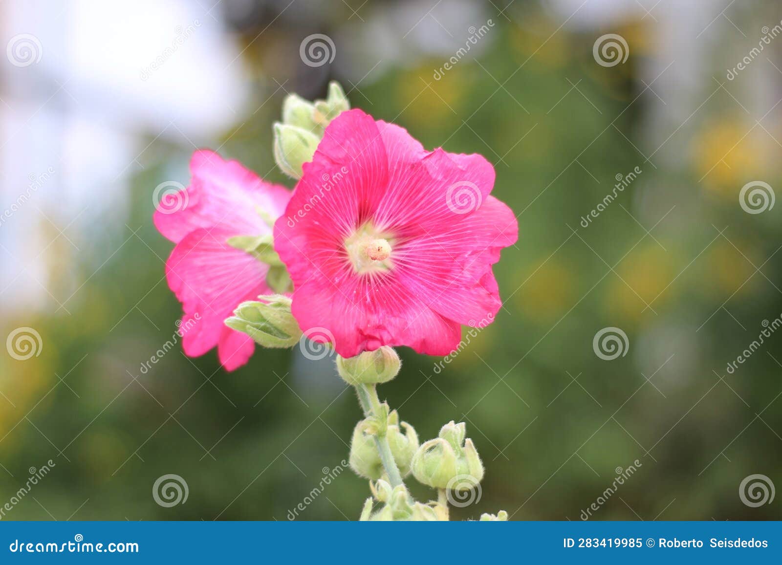 pink flower, bokeh, naturaleza