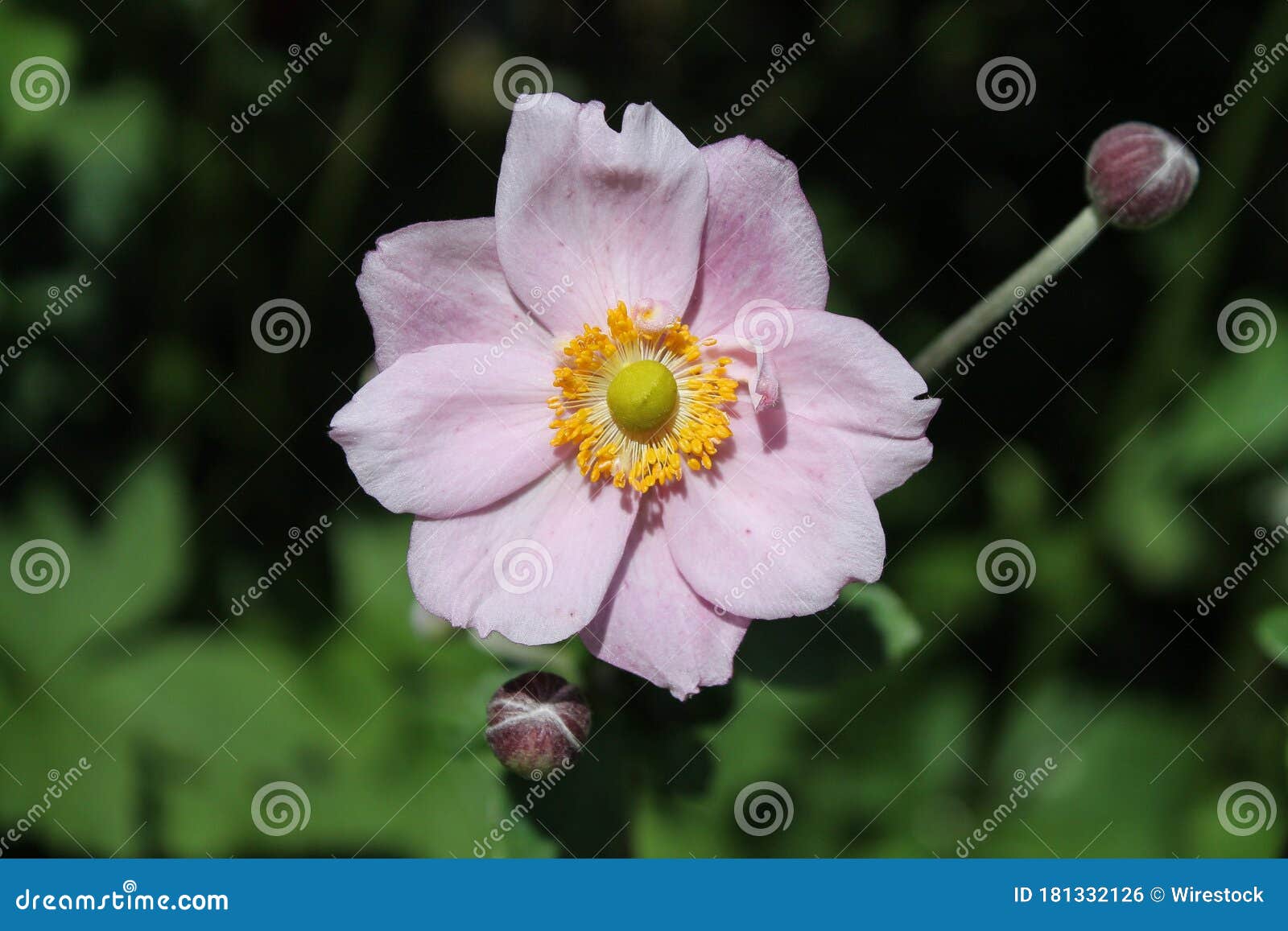Pink Flower Called Garden Cosmos during Daytime Stock Photo Image of
