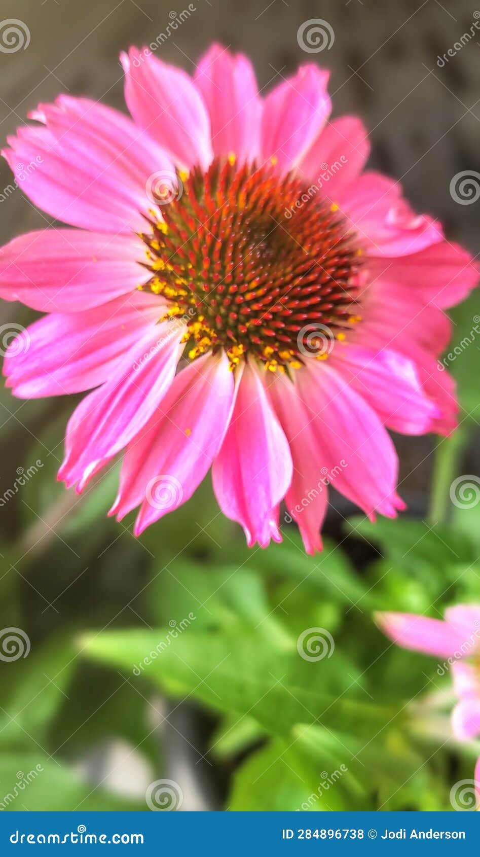 Pink Flower Called Purple Coneflower Stock Photo Image of flower
