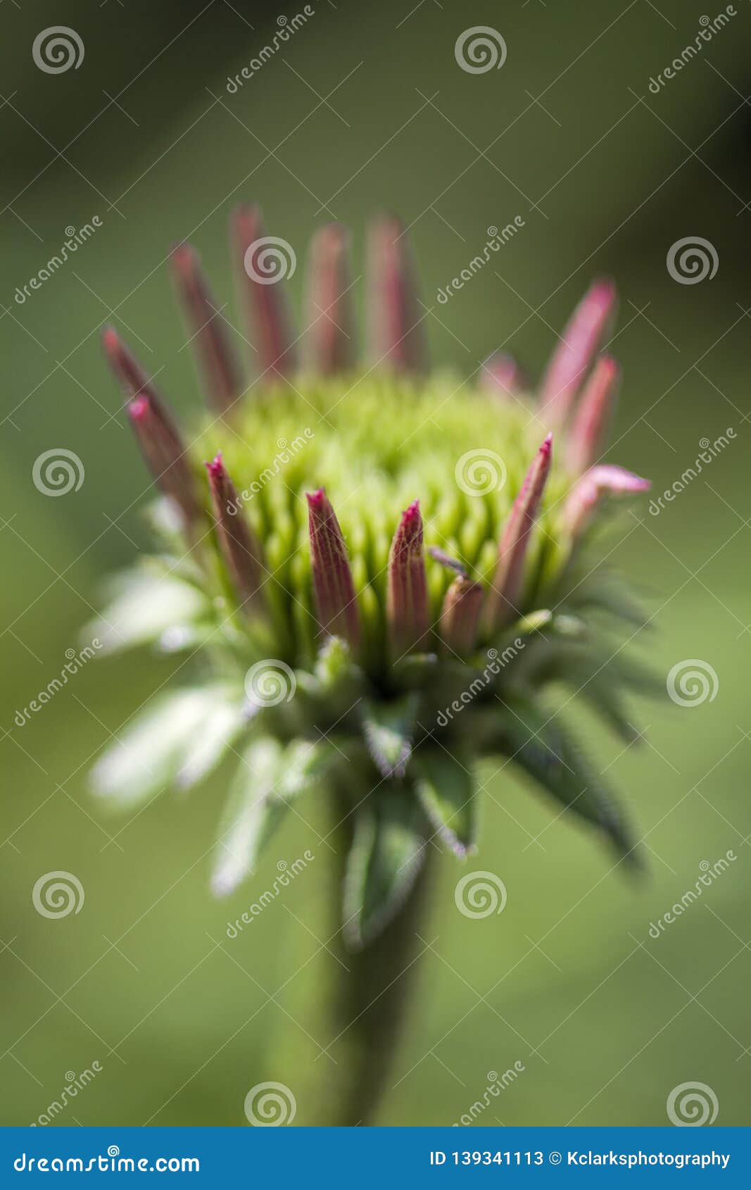 Pink Echinacea Coneflower Opening Bud Stock Image Image Of Botanical Buds 139341113