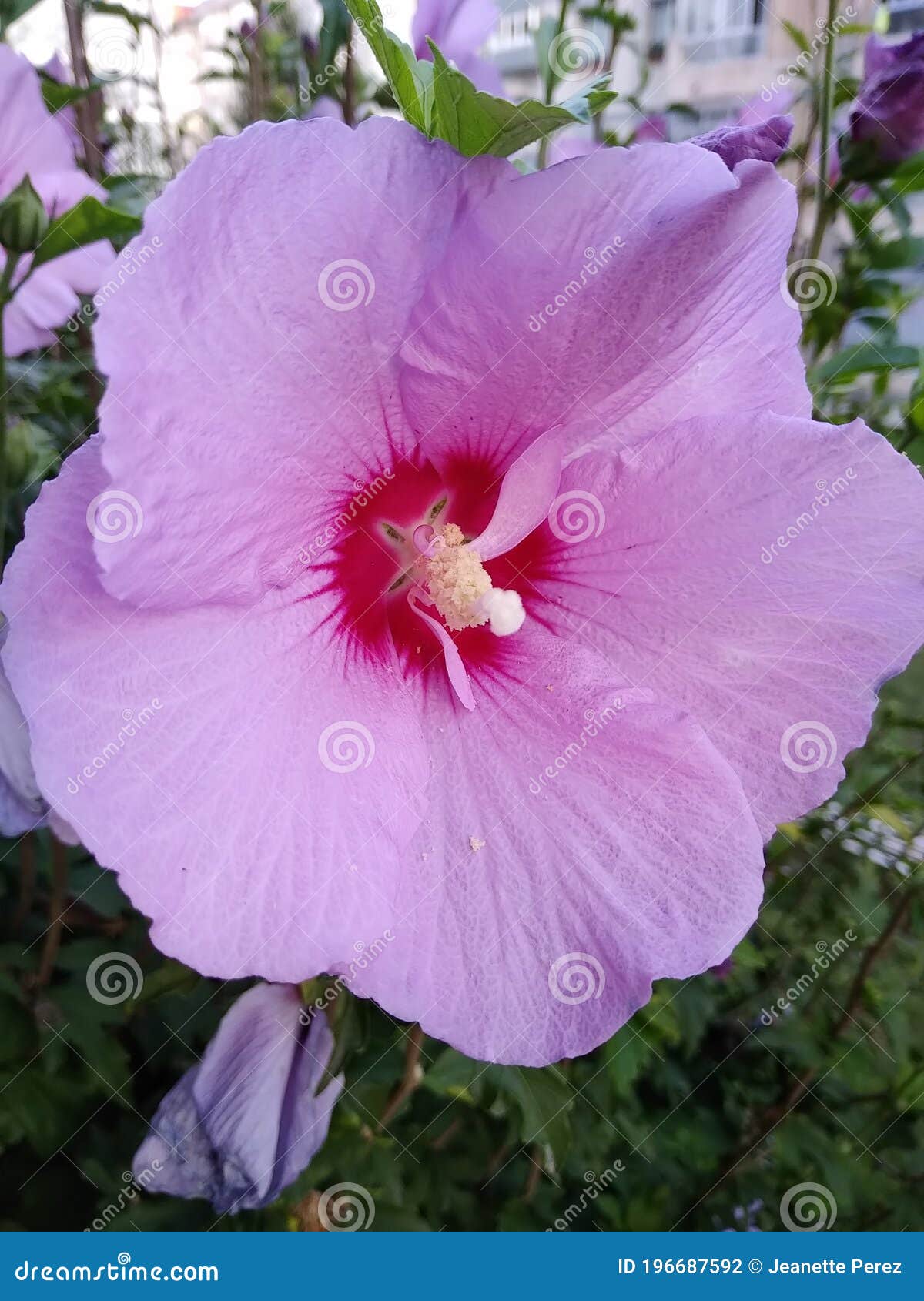 Pink Flower Called Rose of Sharon Stock Photo Image of flower, rose