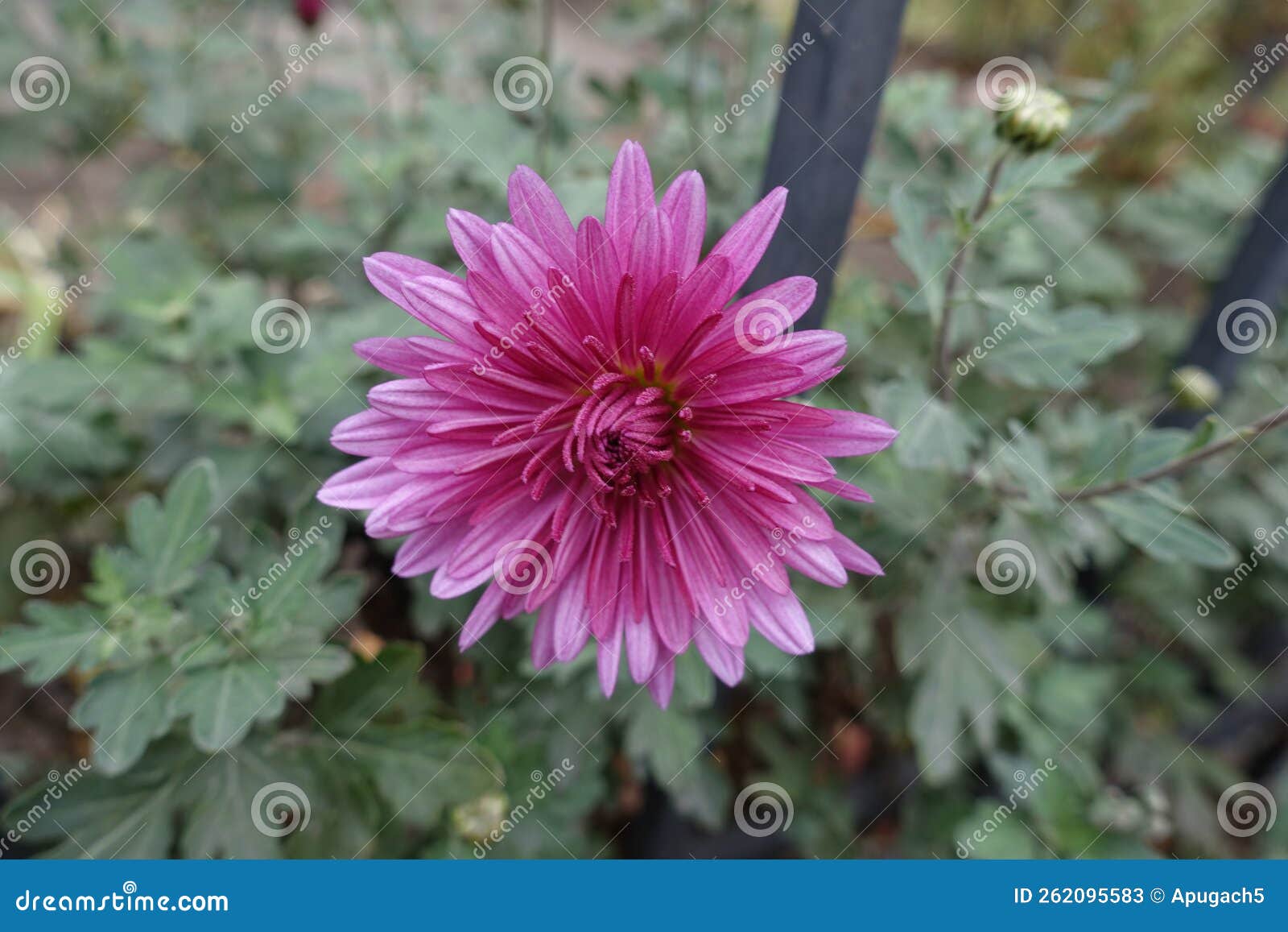 1 Pink Flower of Chrysanthemum in November Stock Image Image of