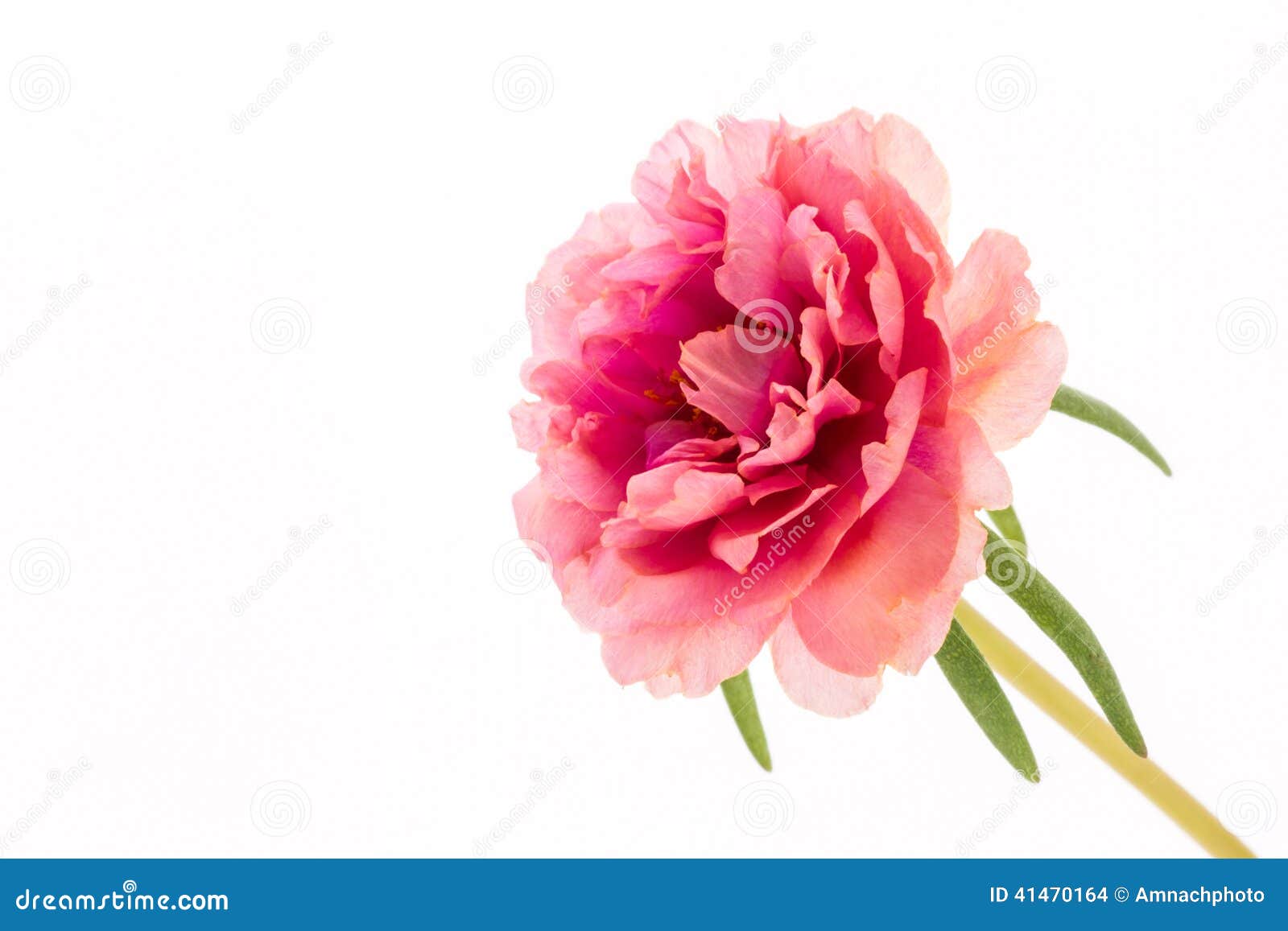 pink flower, common purslane, portulaca flowers, verdolaga, pigweed