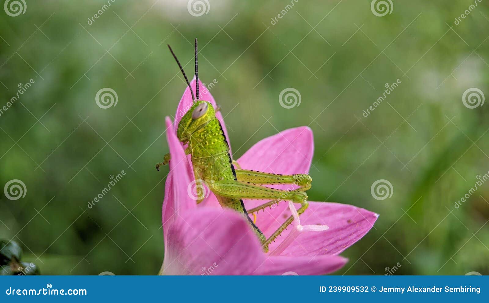 Pink Flower Infested with Green Stock Photo Image of