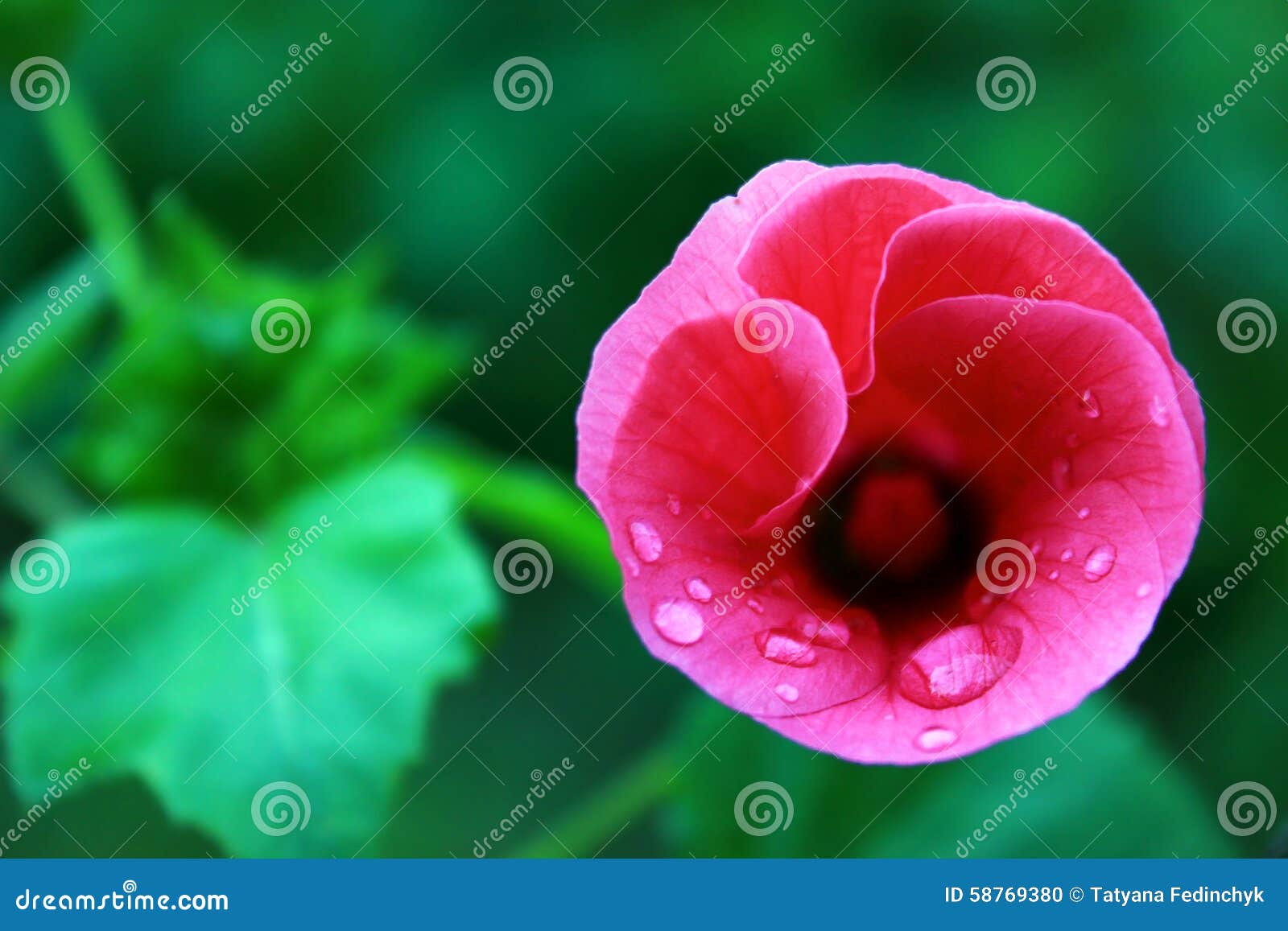 Pink Flower on a Green Background Stock Photo Image of village, countryside 58769380