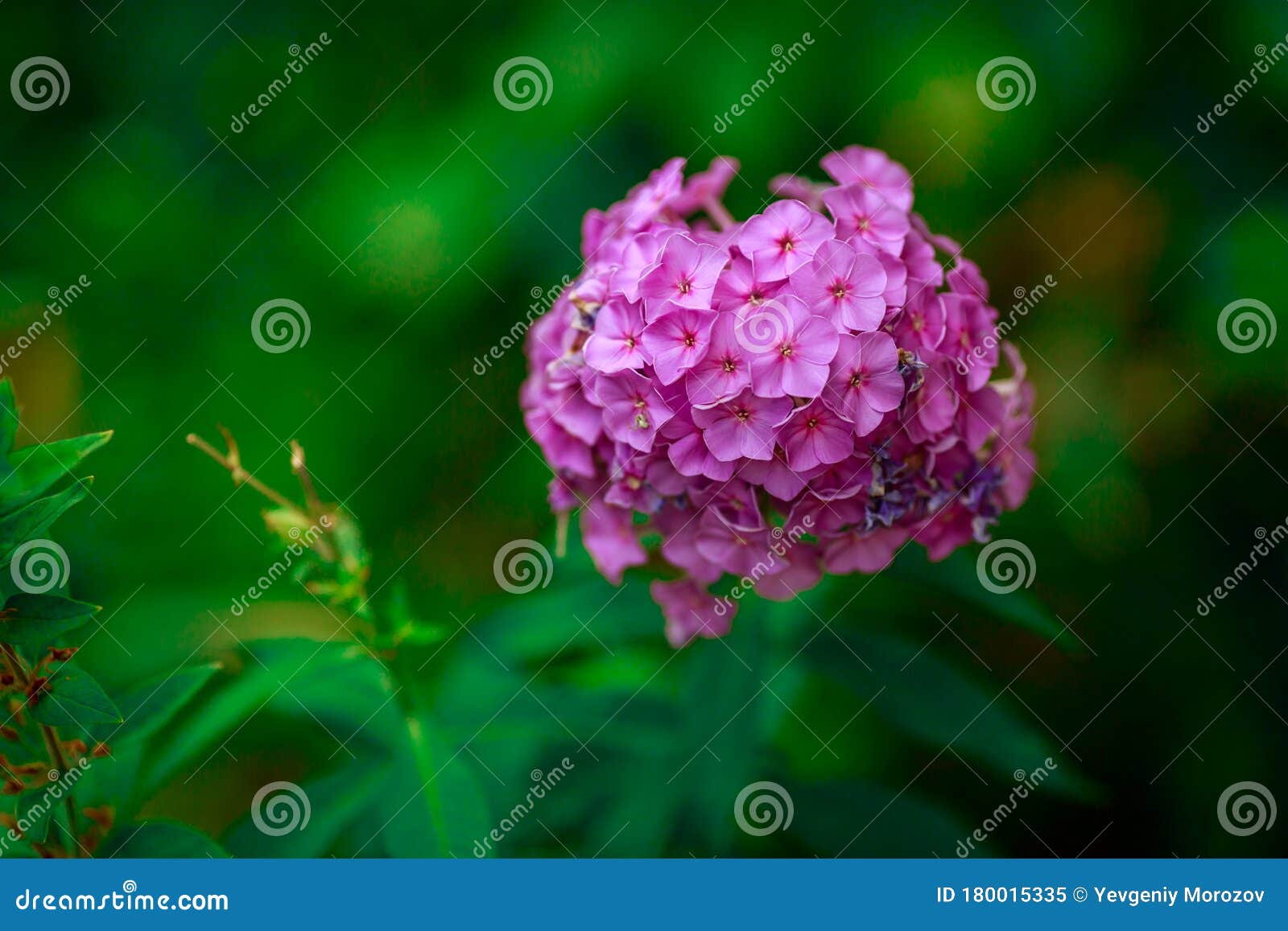 Pink Flower on a Green Background Use for Background Stock Image Image of floral, decoration