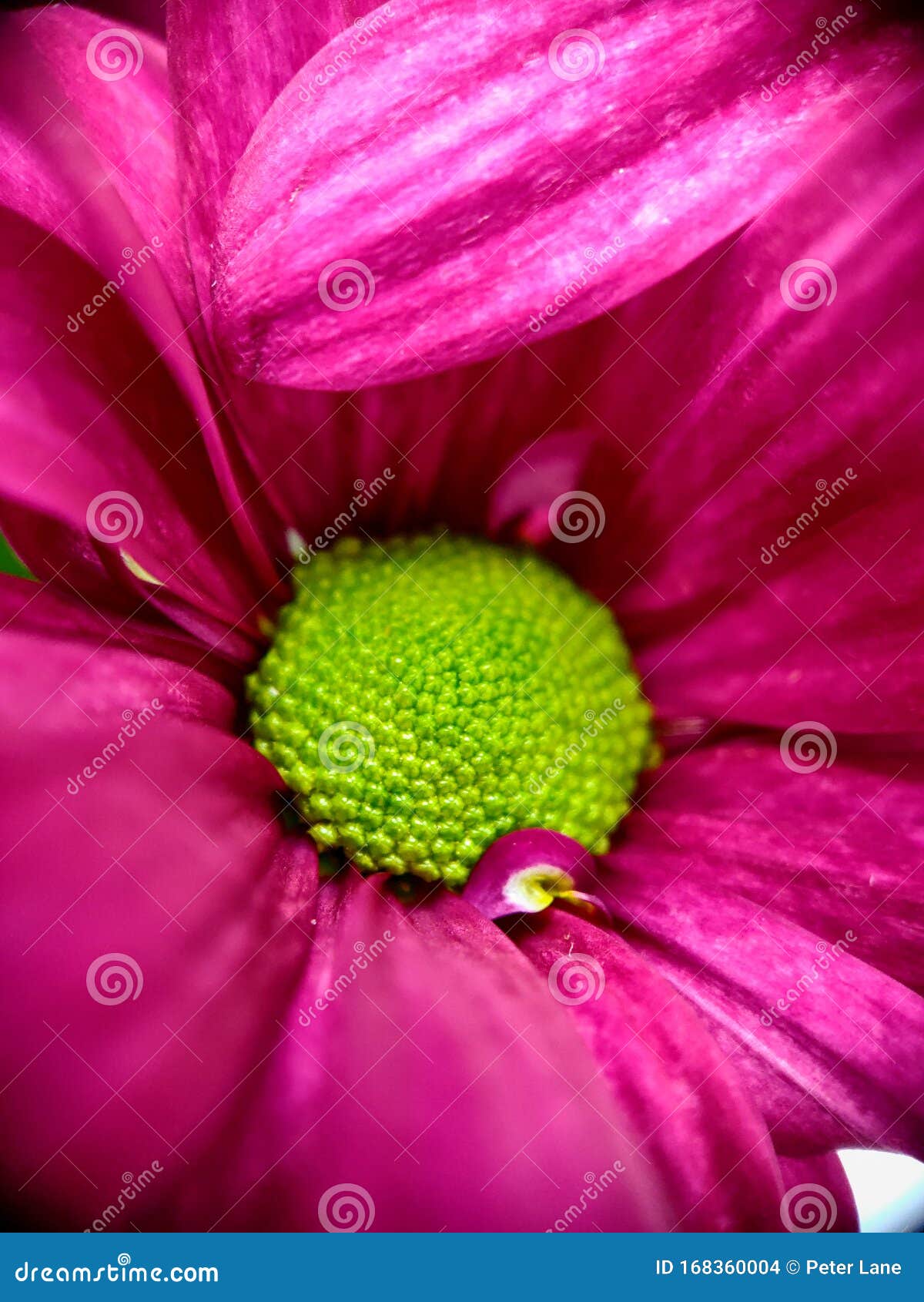 Pink Flower with Green Center Stock Photo Image of center, macro