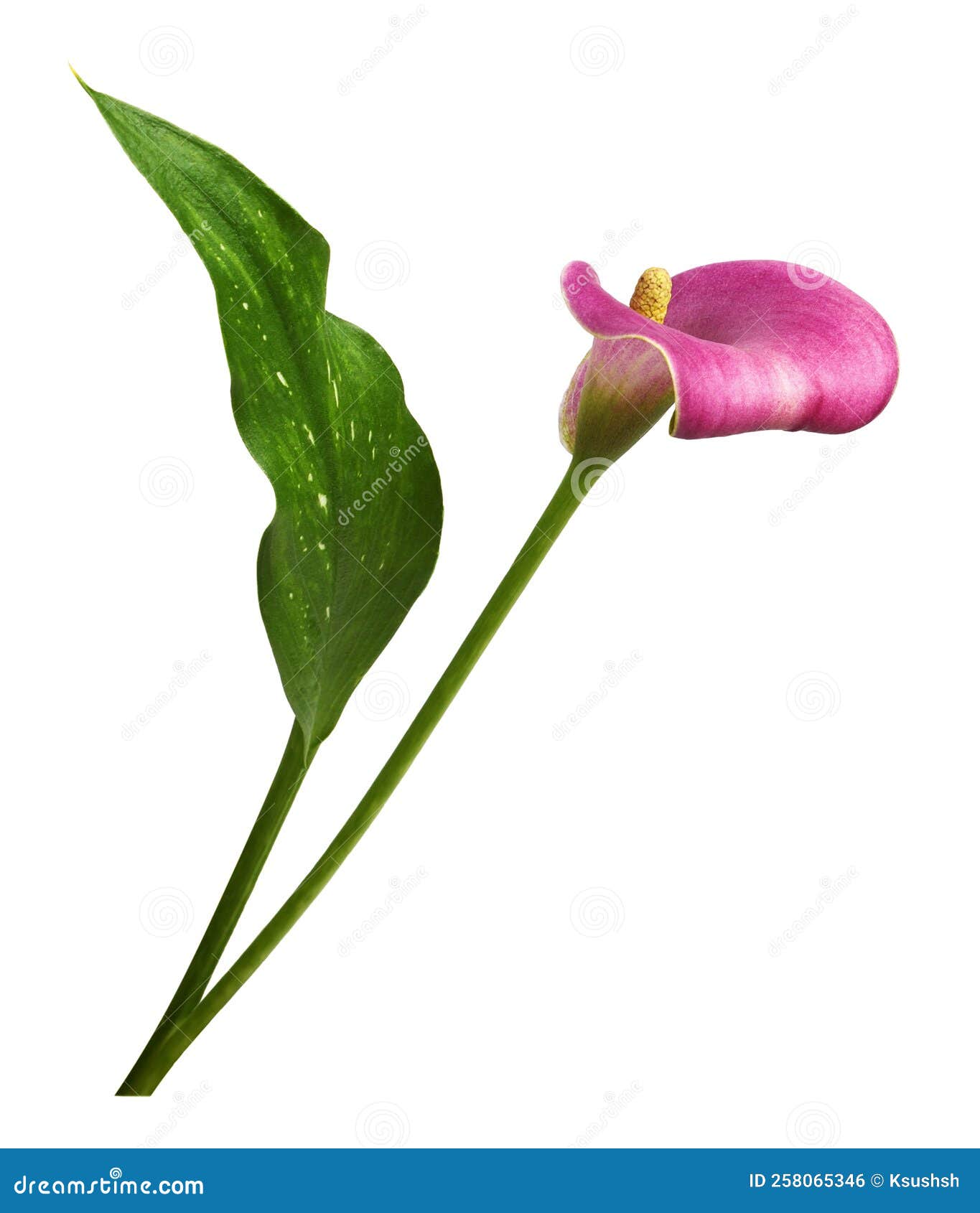 My Image 25