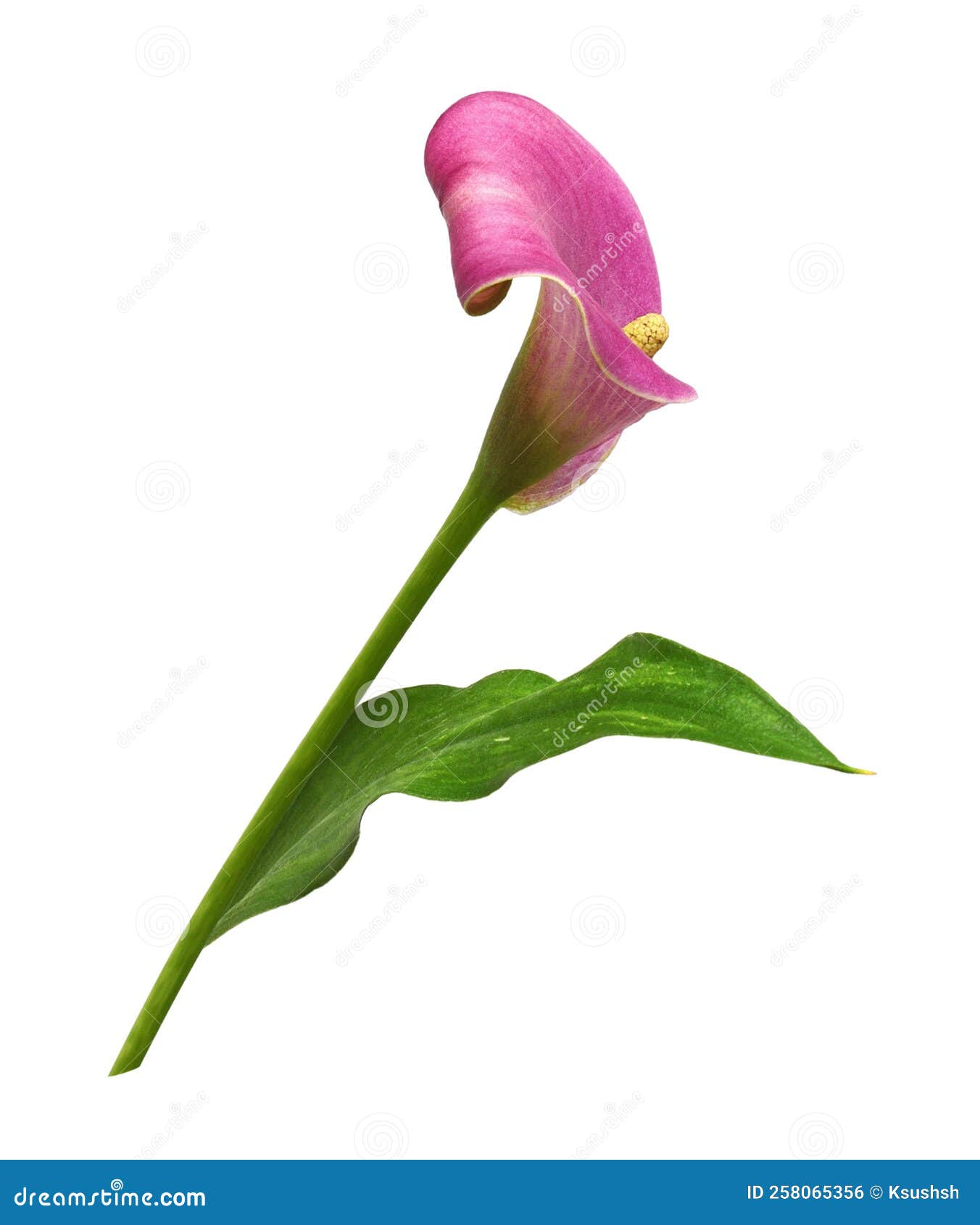 My Image 30