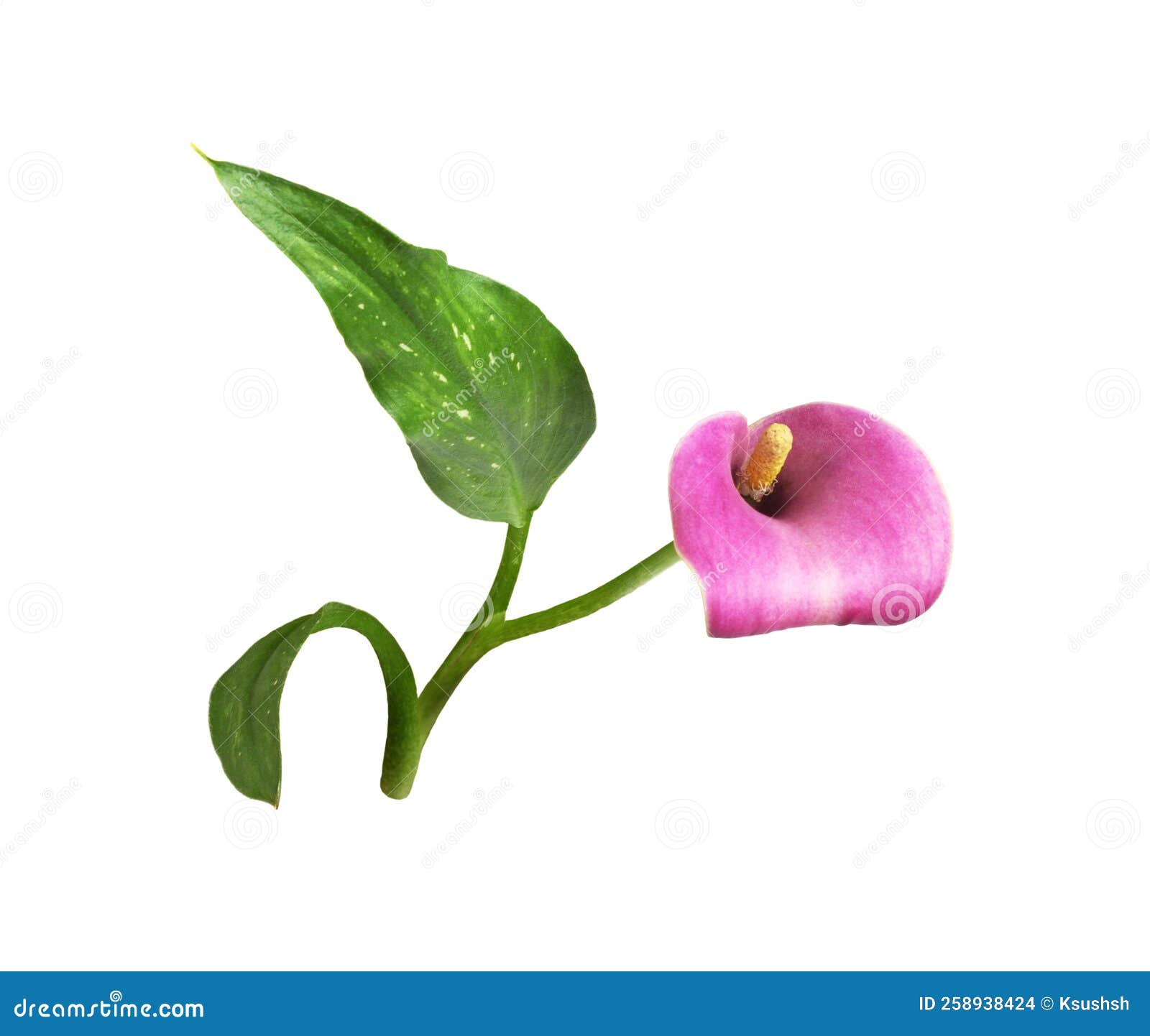 My Image 24