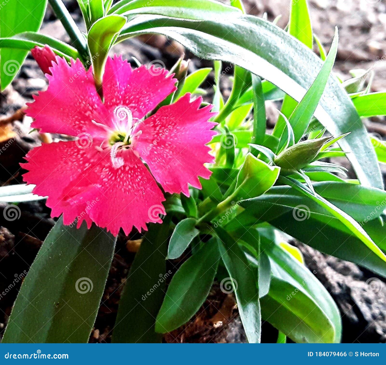 My Image 10