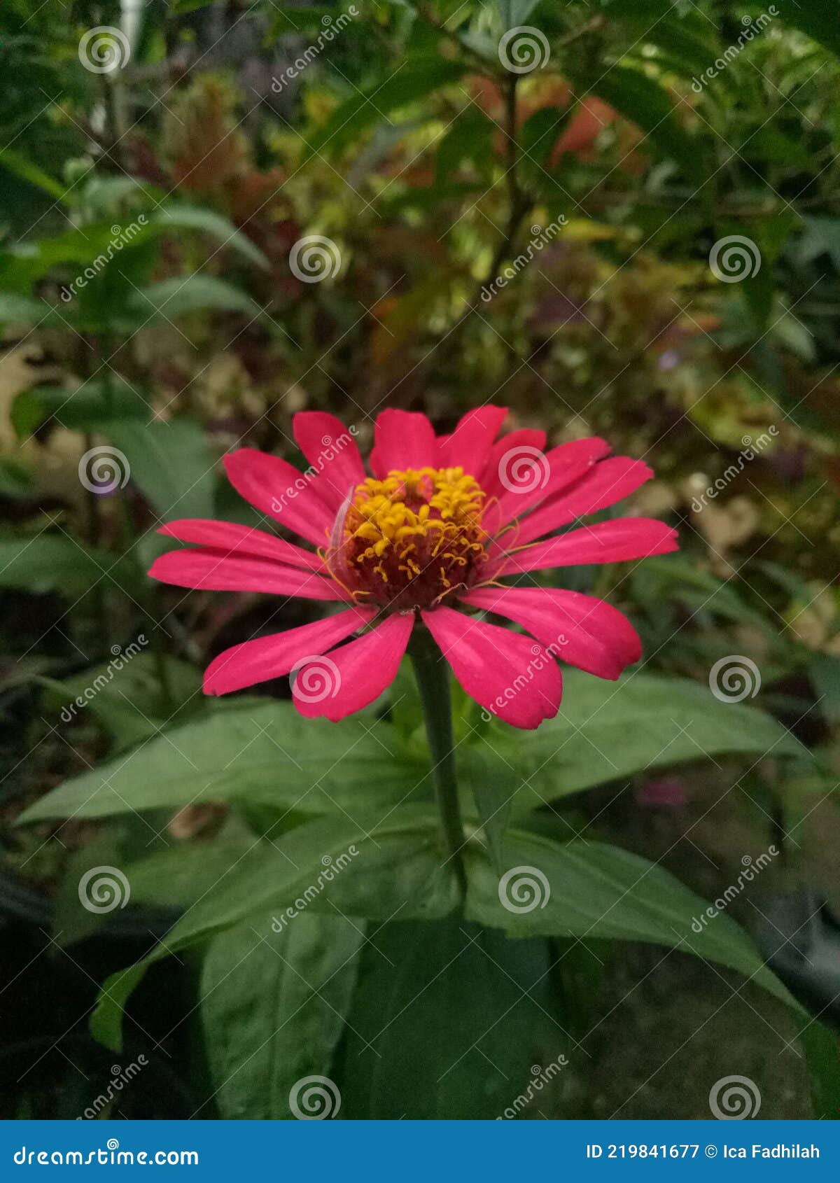 My Image 15