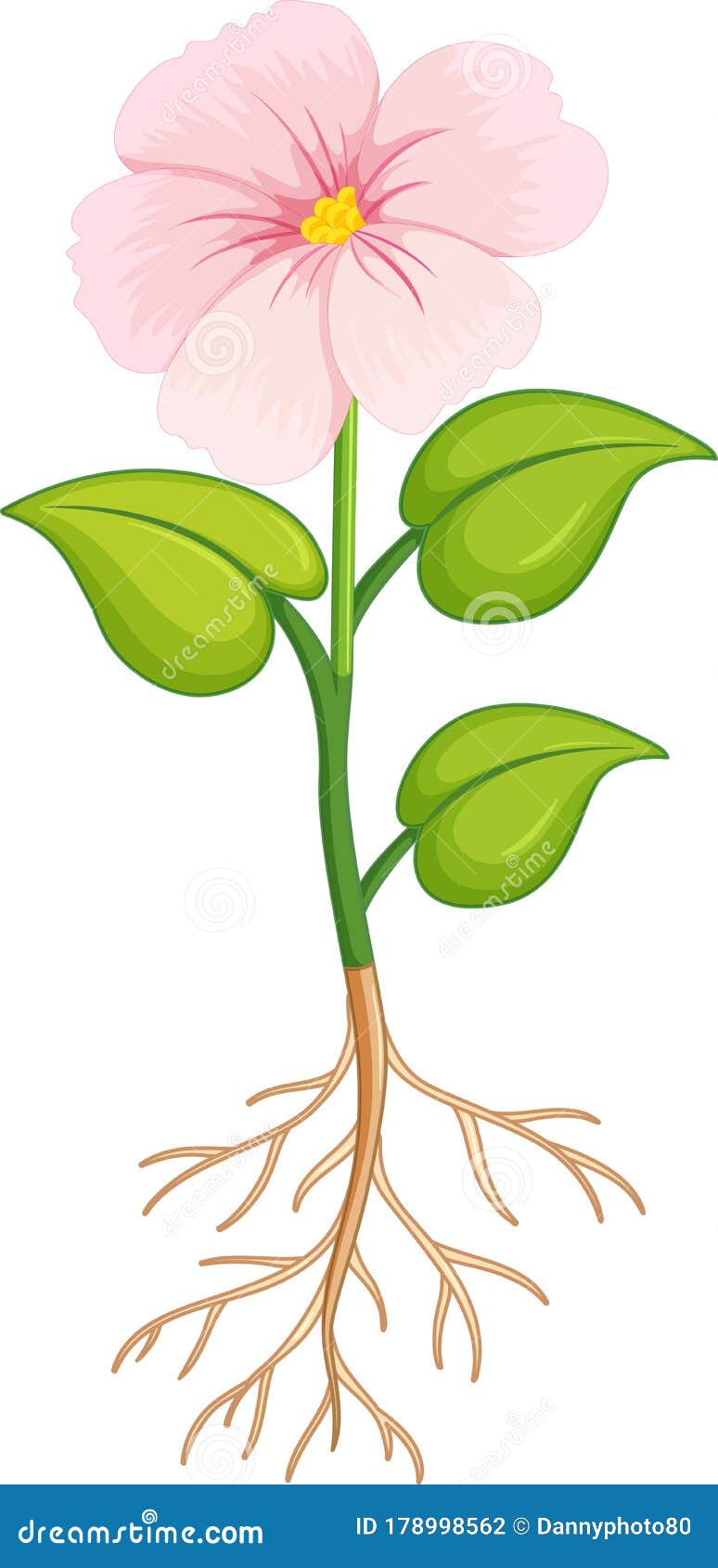 Pink Flower with Green Leaves and Roots on White Background Stock Vector - Illustration of roots, cartoon: 178998562 Pink Flower with Green Leaves and Roots on White Background Stock Vector - Illustration of roots, cartoon: 178998562
