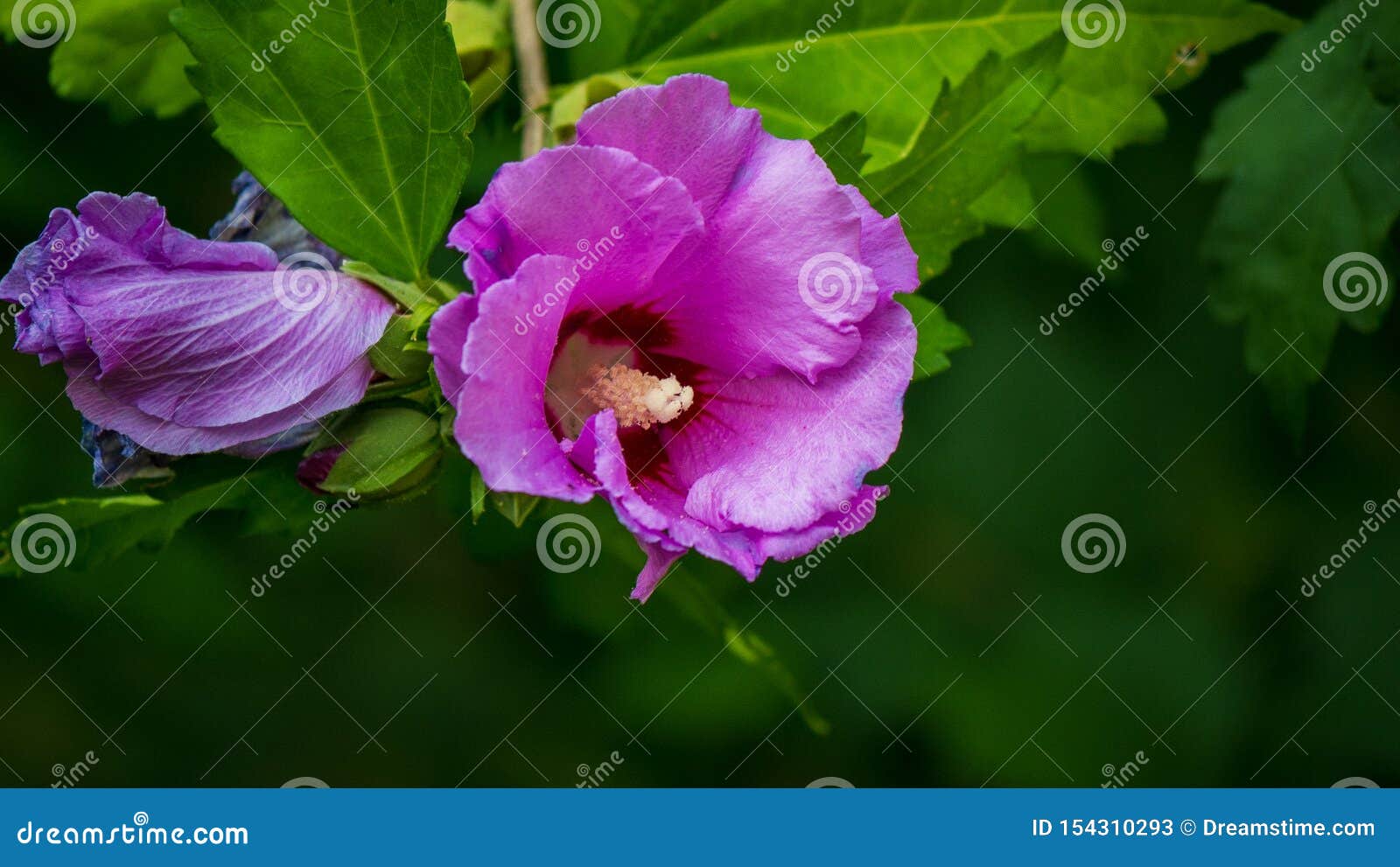 Pink Flower Hanging from Tree Stock Image Image of blossom, flowers